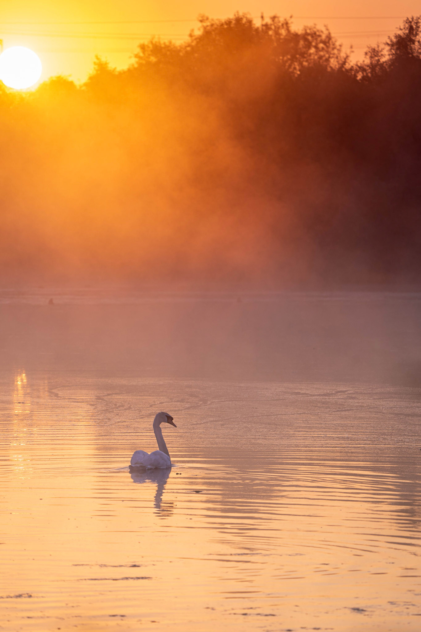 Mute Swan