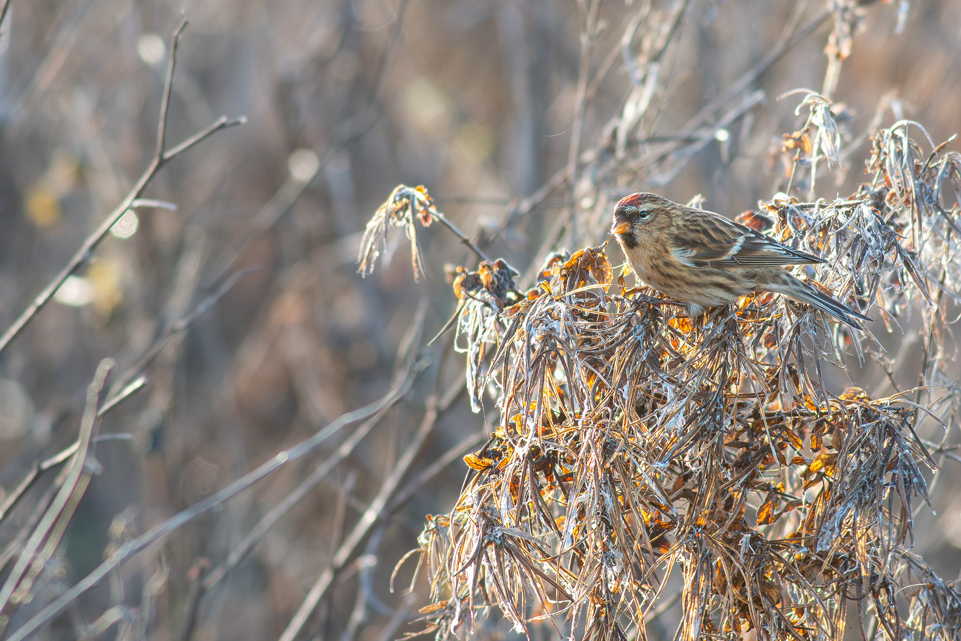 Redpoll (Mealy/Lesser)