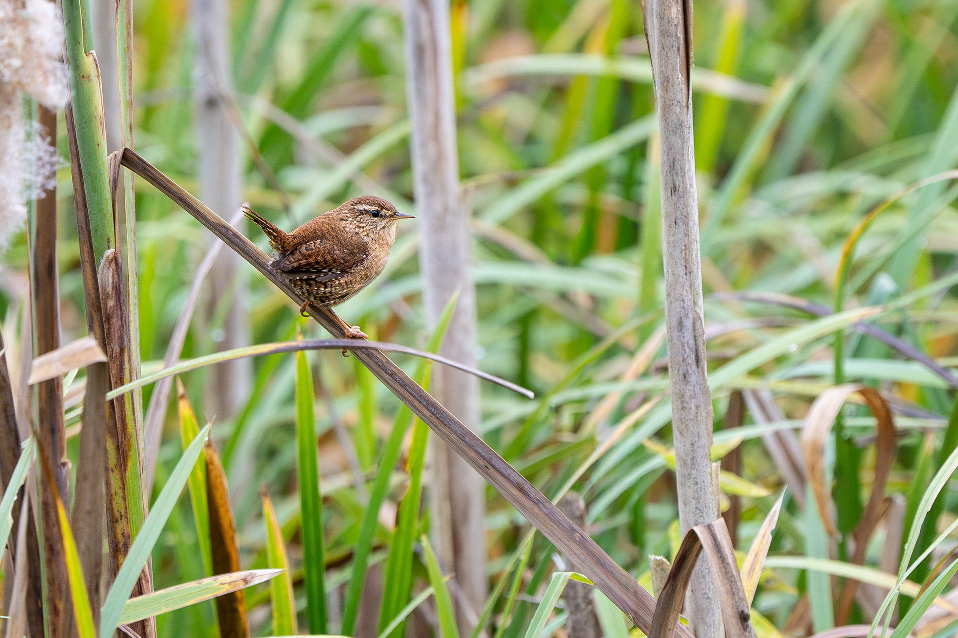Wren
