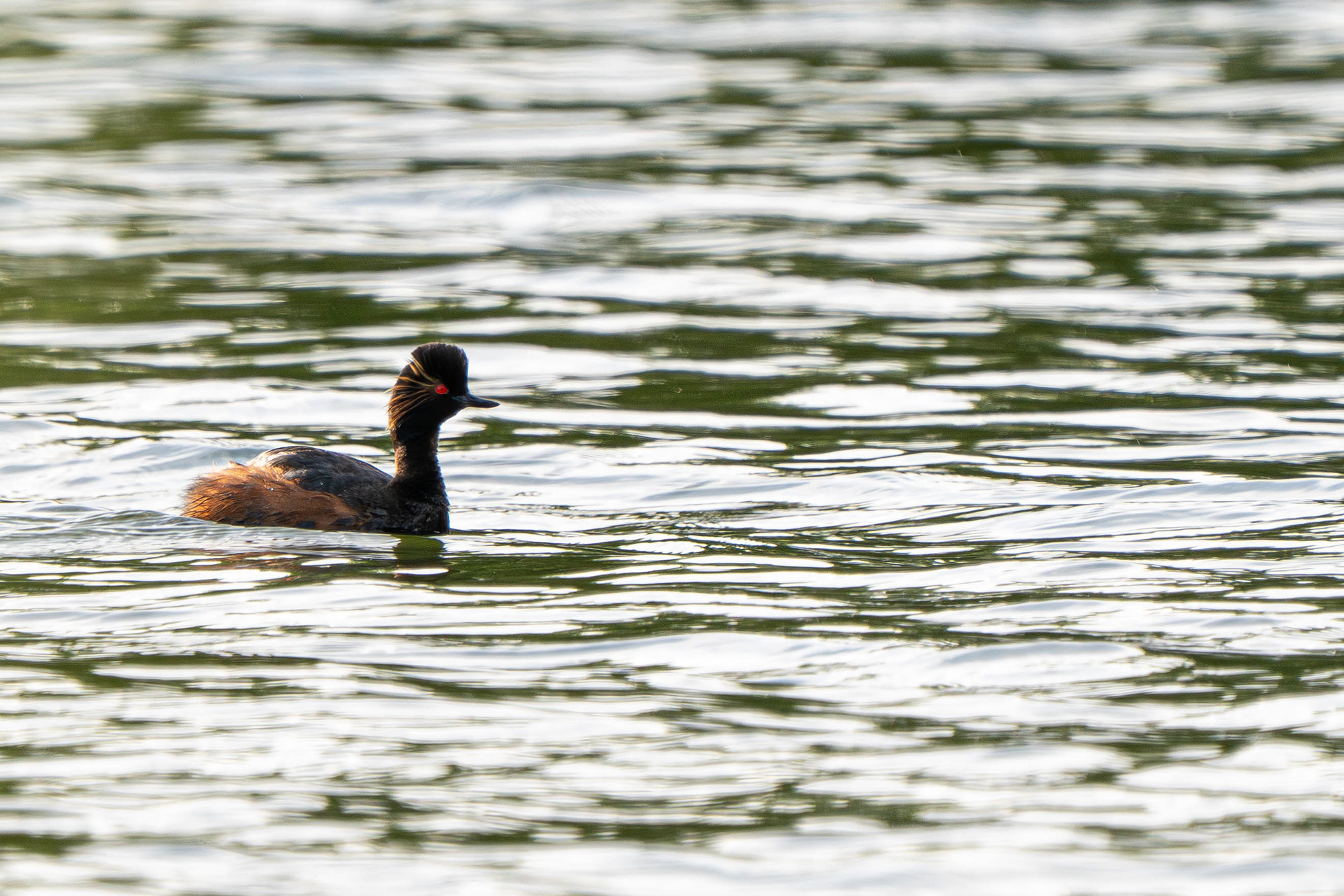 Black-Necked Grebe (Summer plumage)