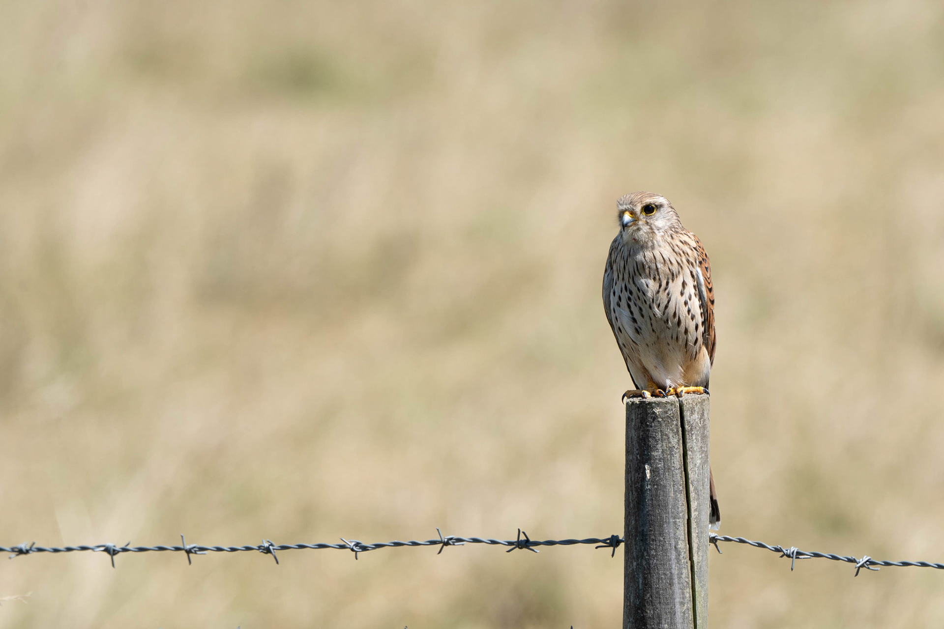Common Kestrel