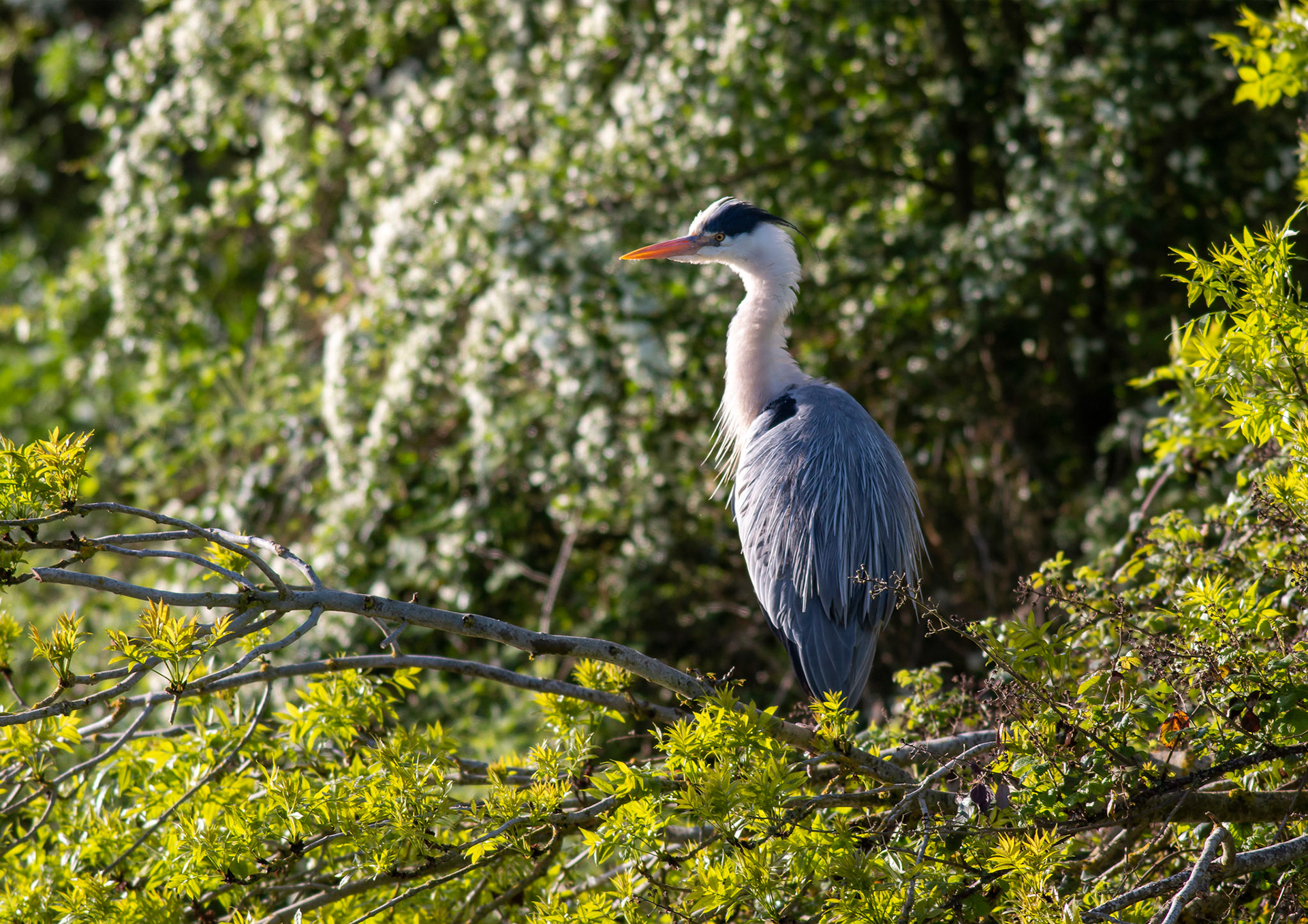 Grey Heron