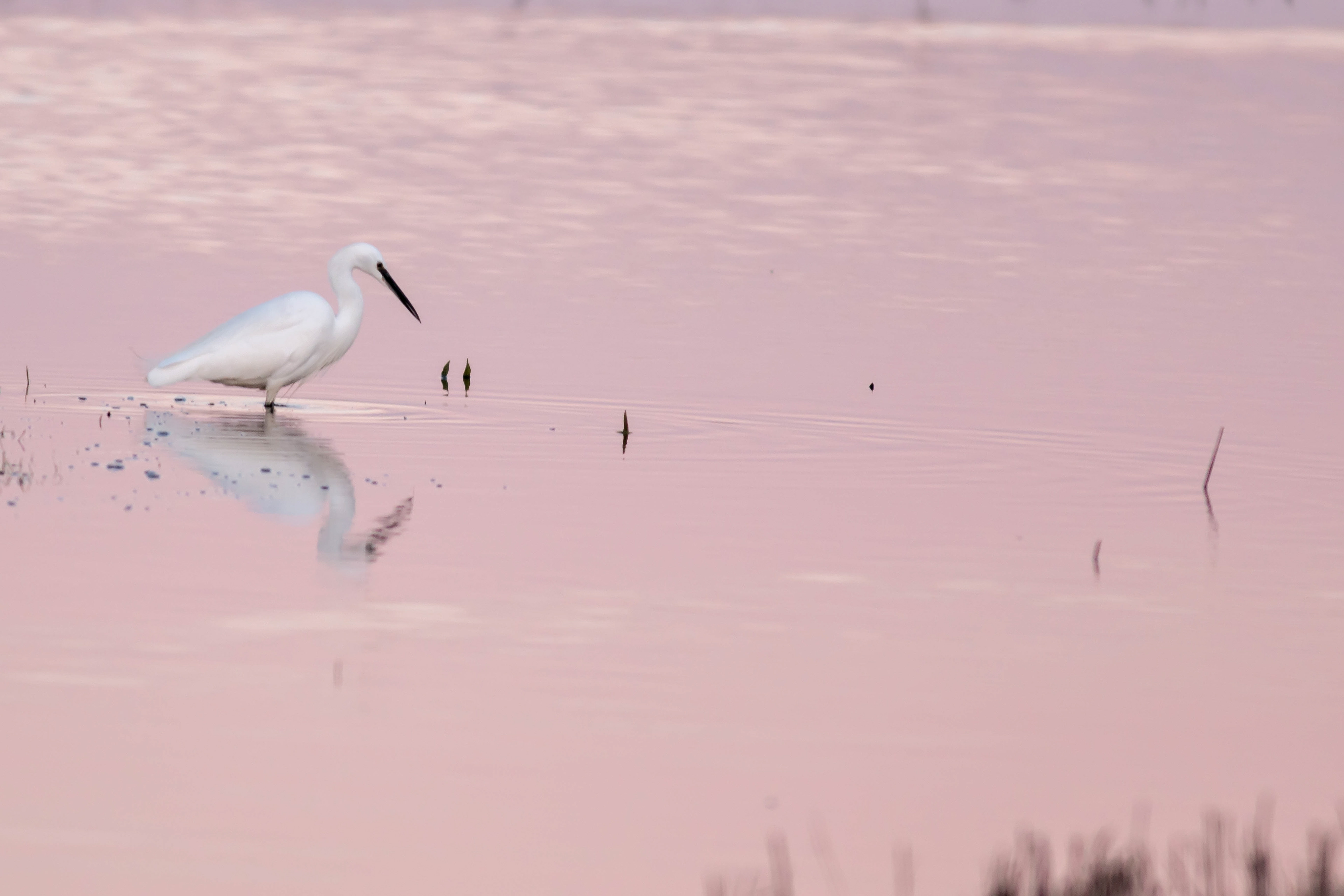 Little Egret
