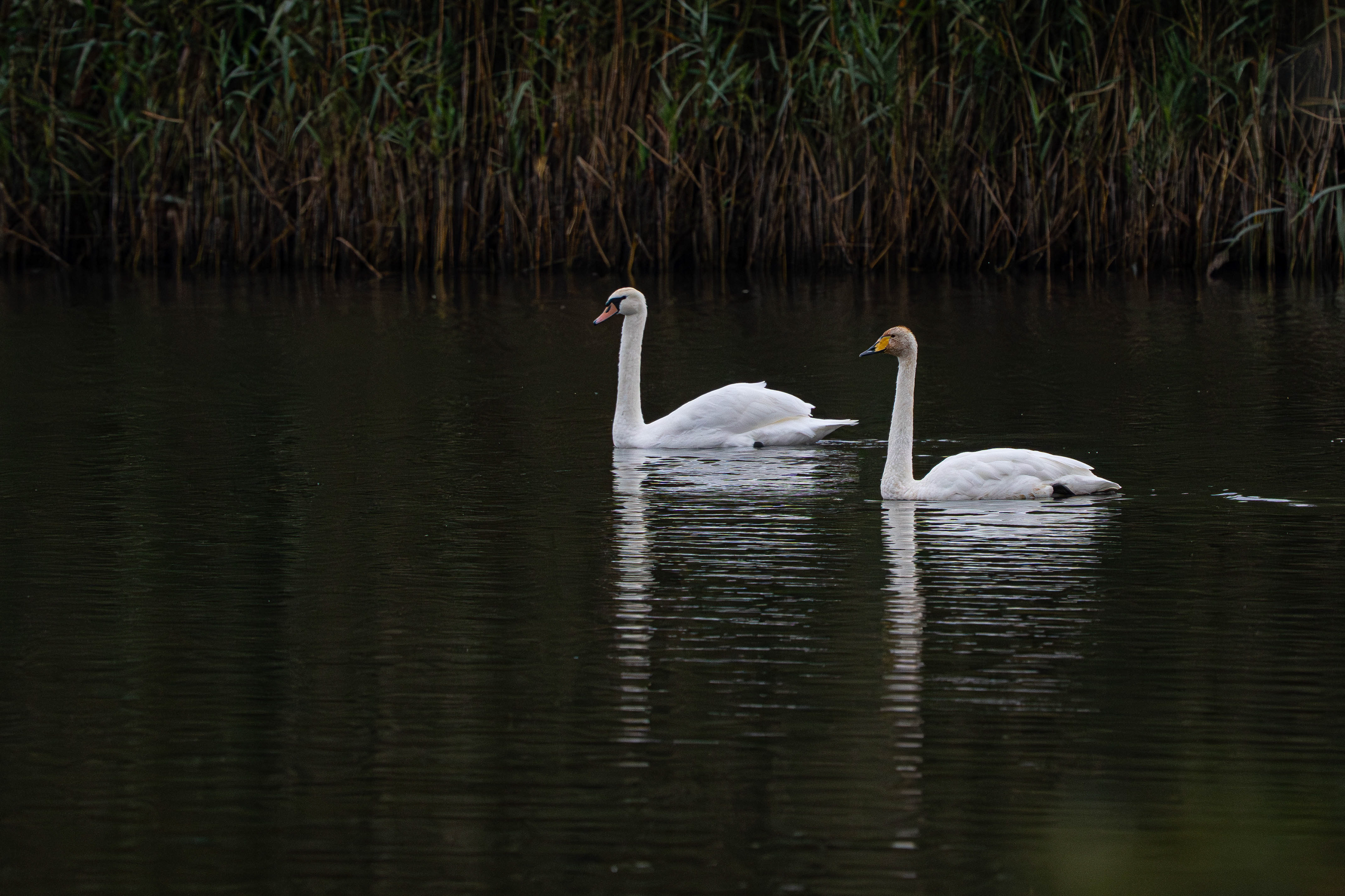 Whooper Swan (with Mute Swan)
