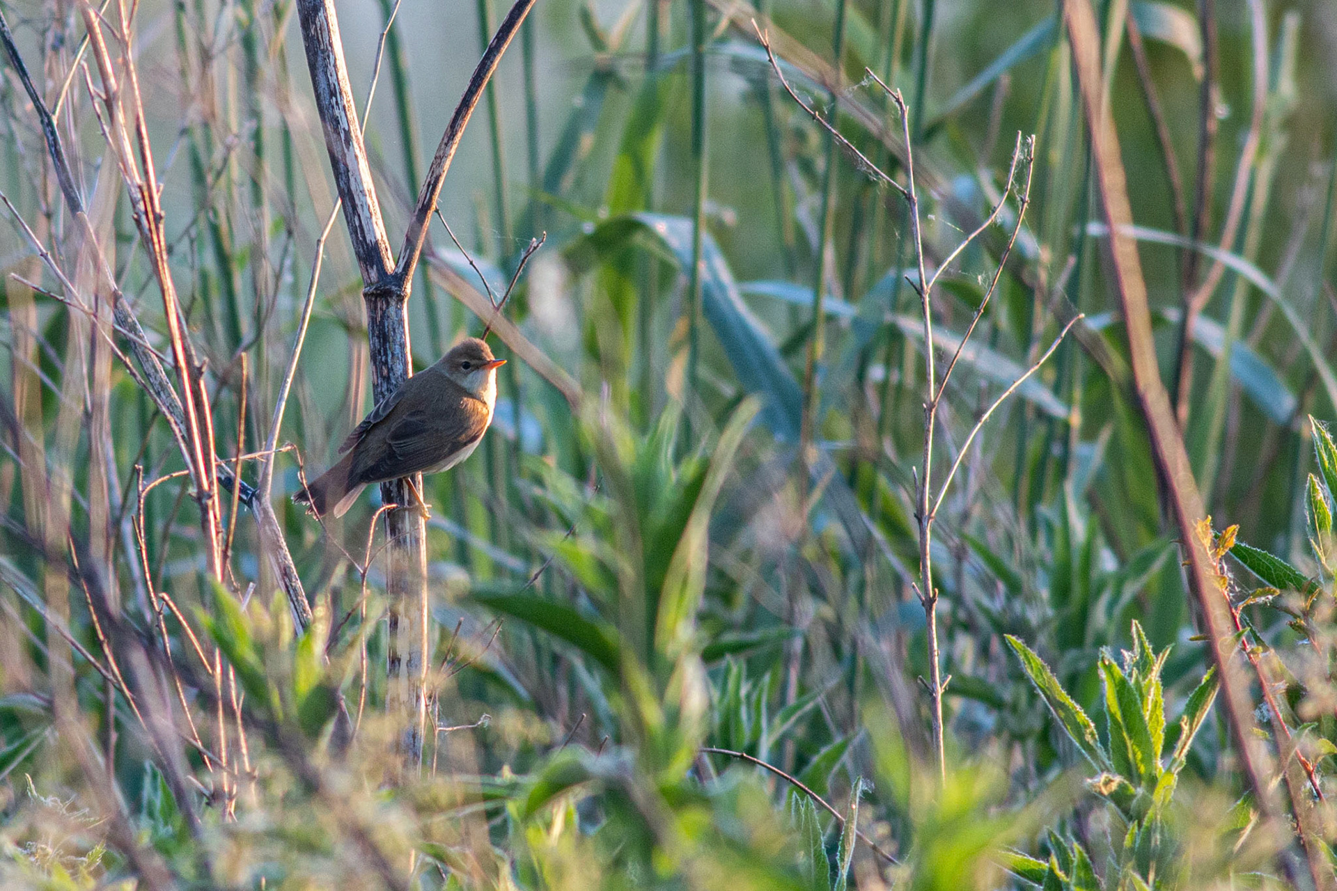 Marsh Warbler