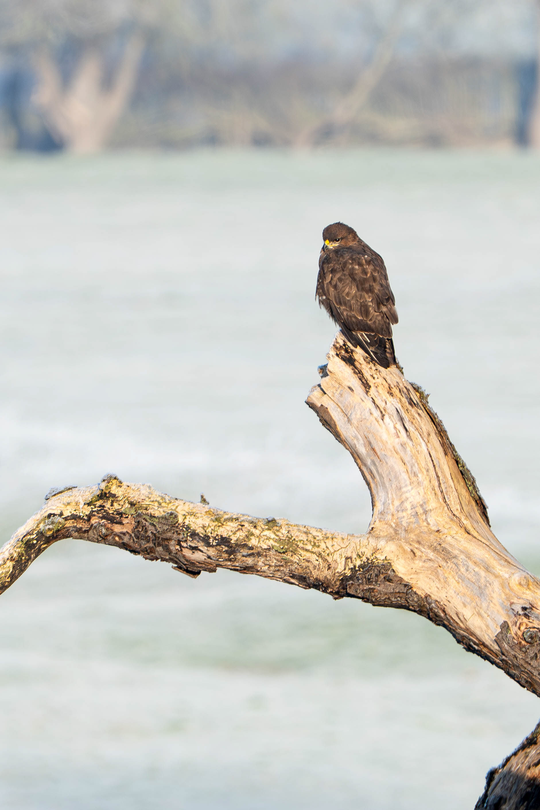 Common Buzzard