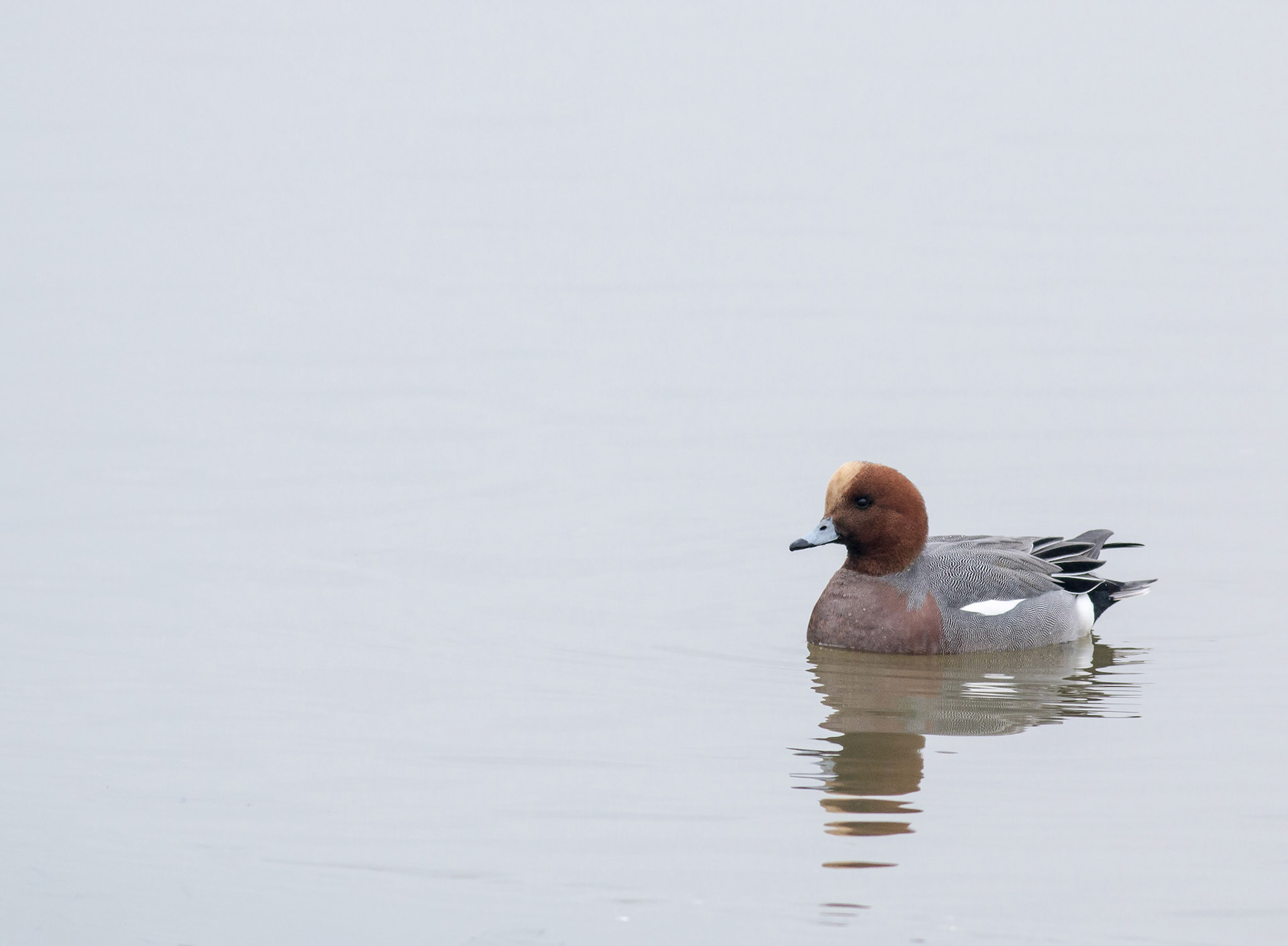Eurasian Wigeon