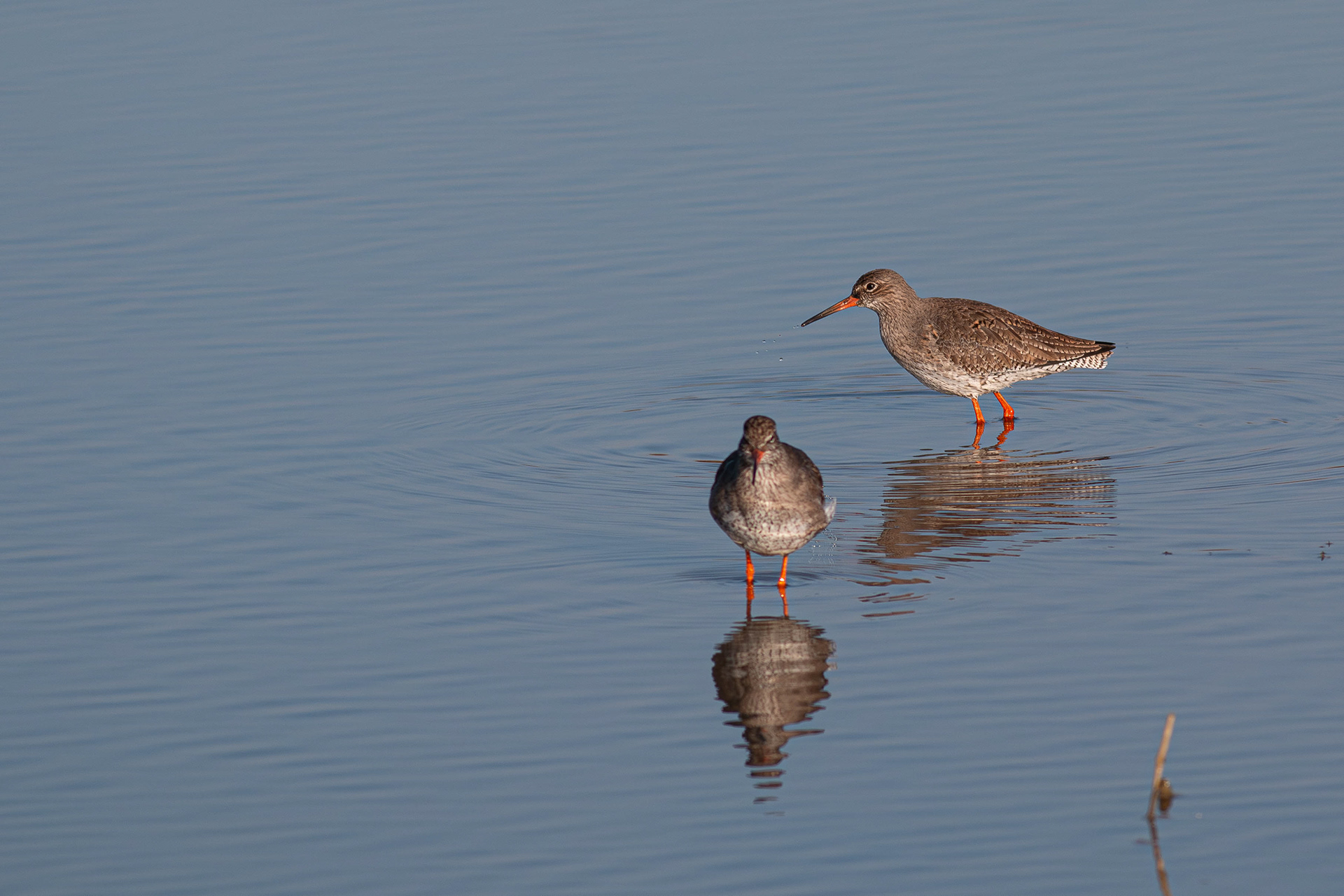 Common Redshank