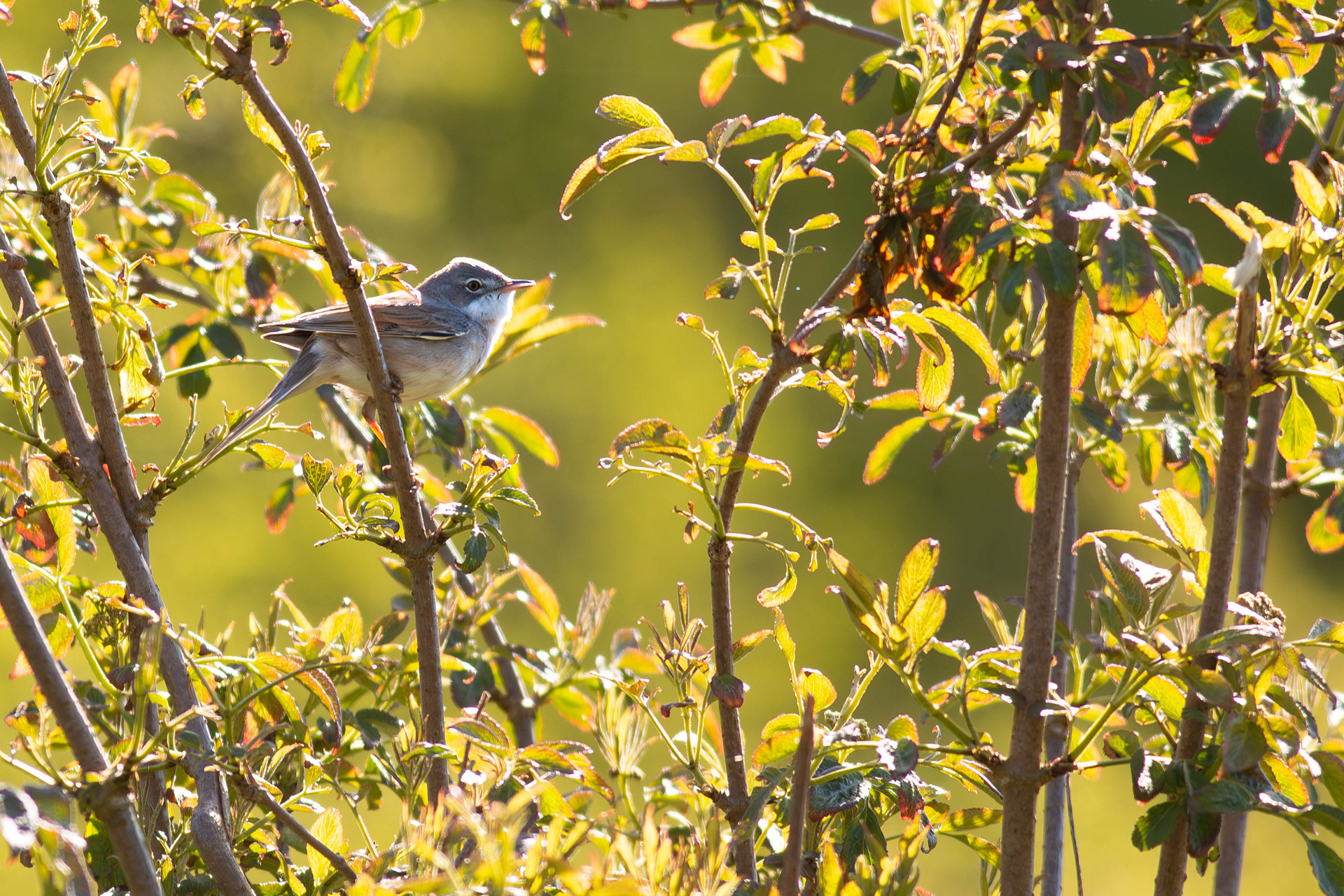 Common Whitethroat