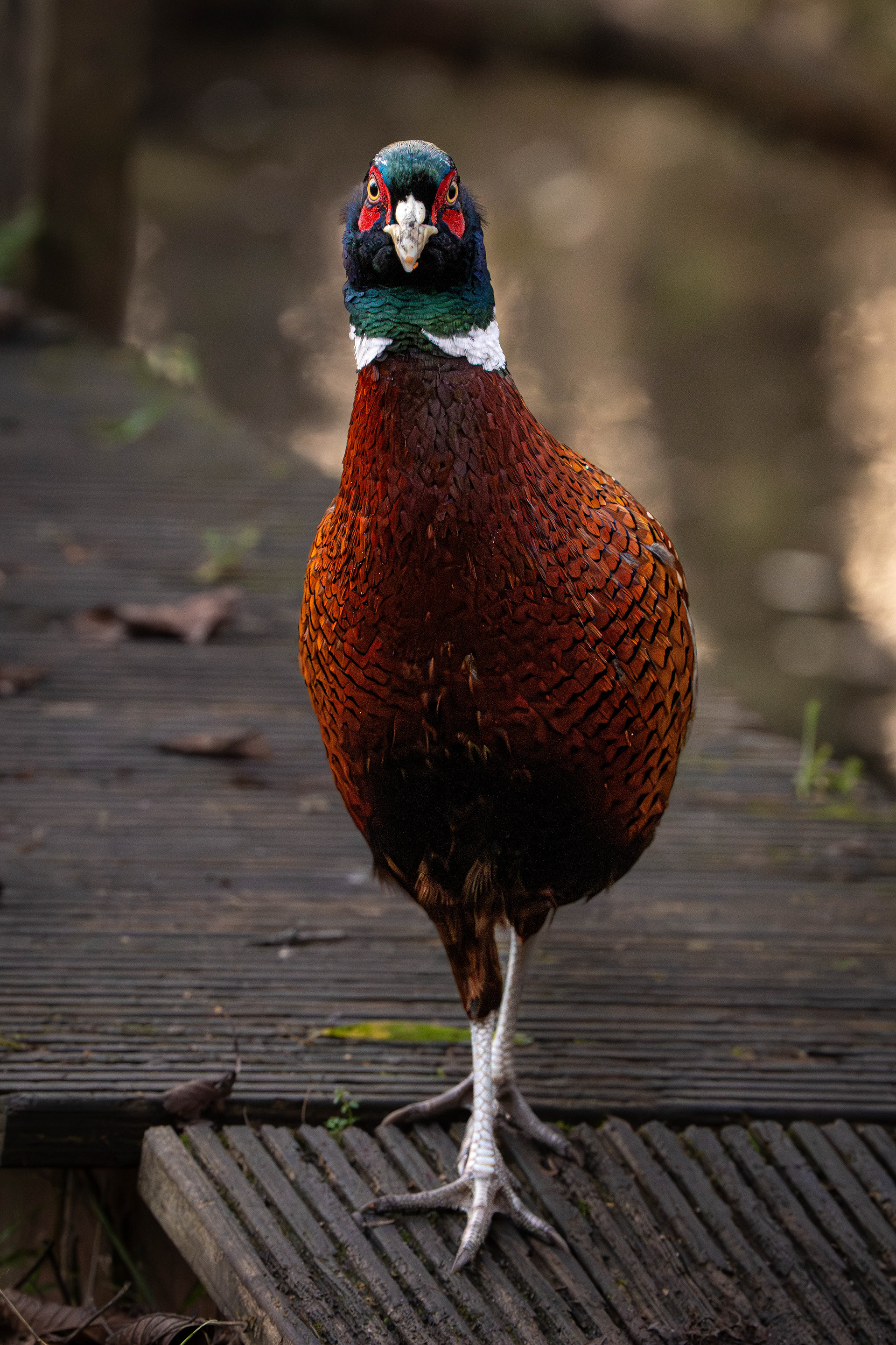 Male Pheasant Strut