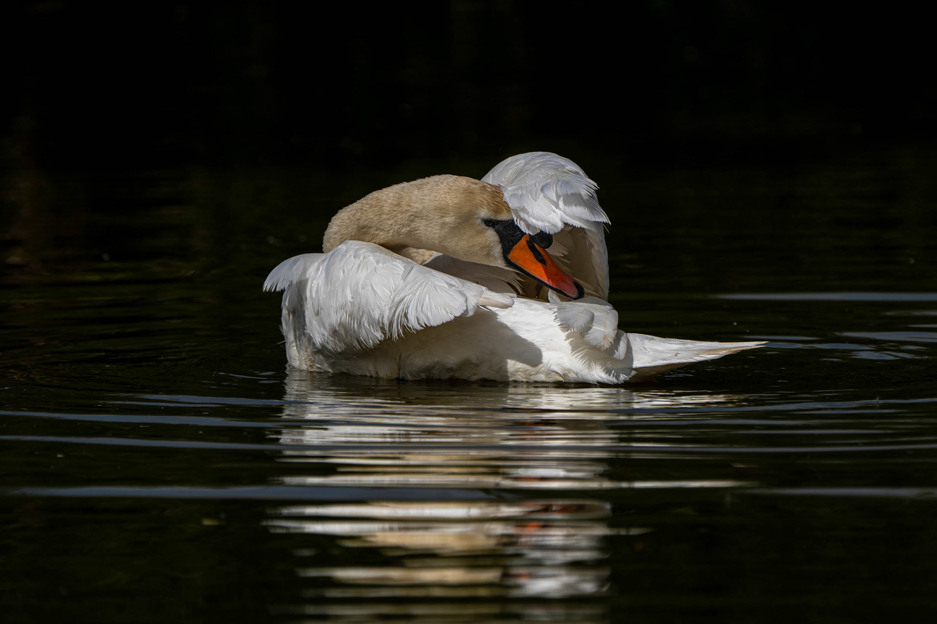Mute Swan