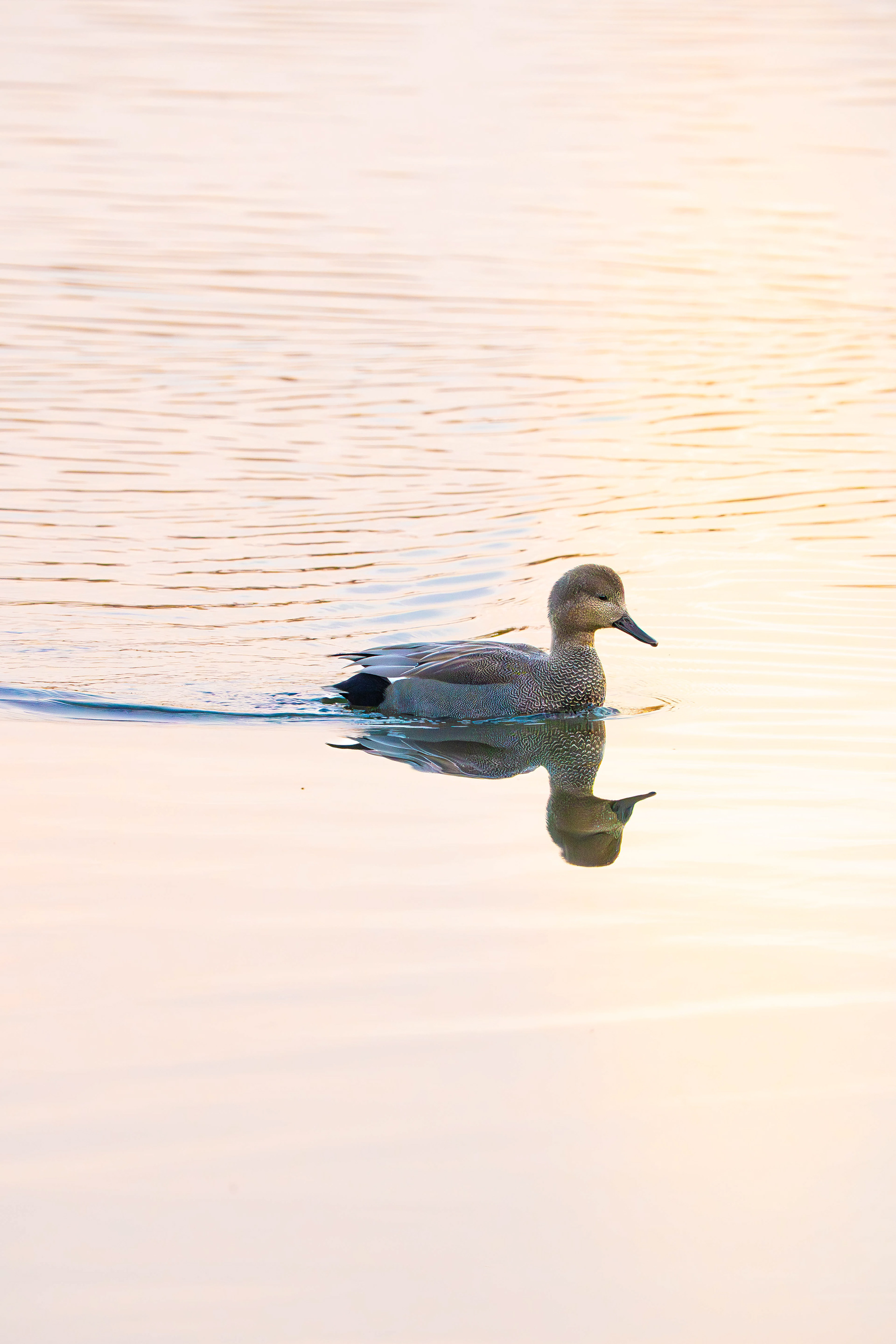 Gadwall (Male)