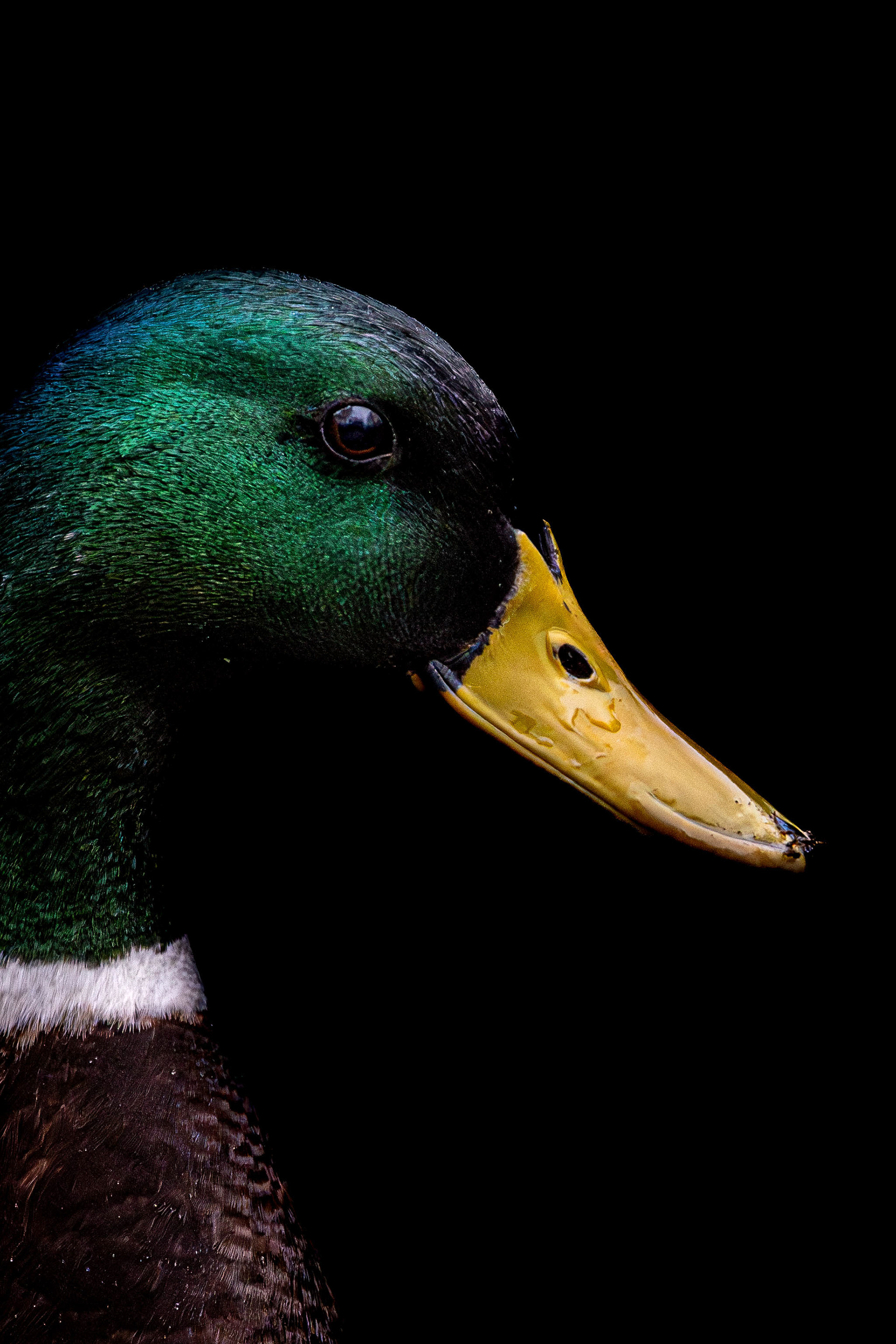 Male Mallard