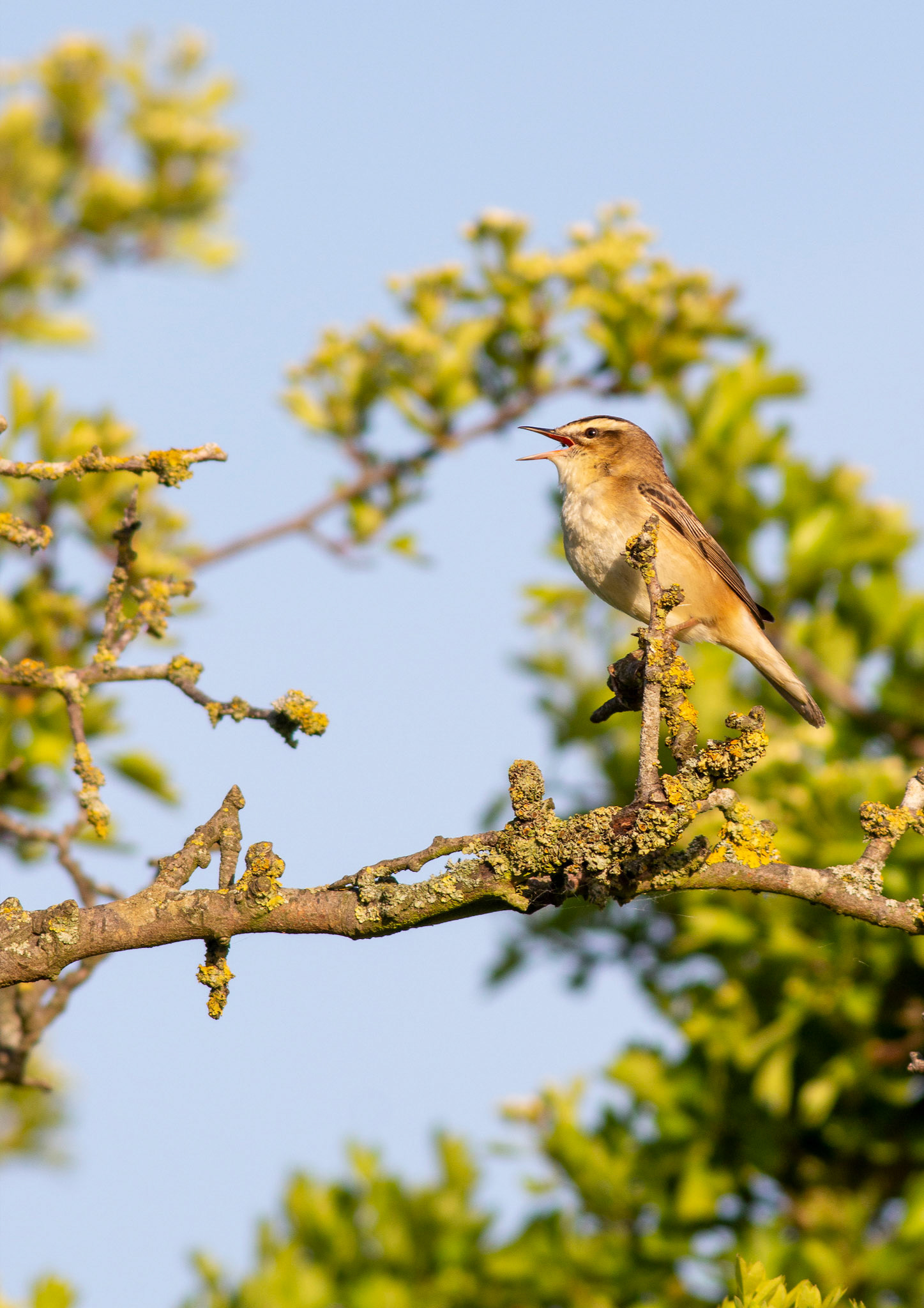 Sedge Warbler