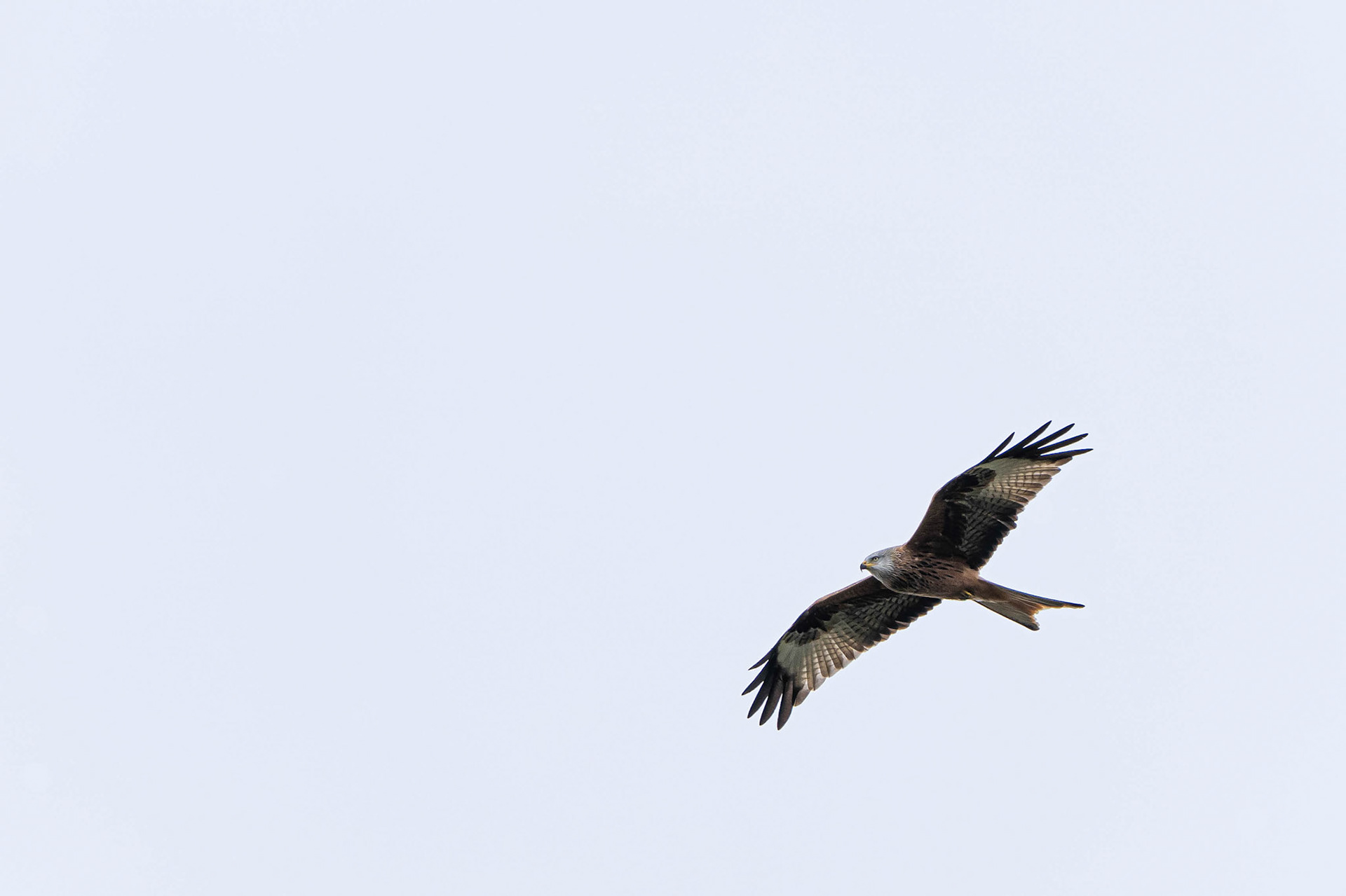 Red Kite