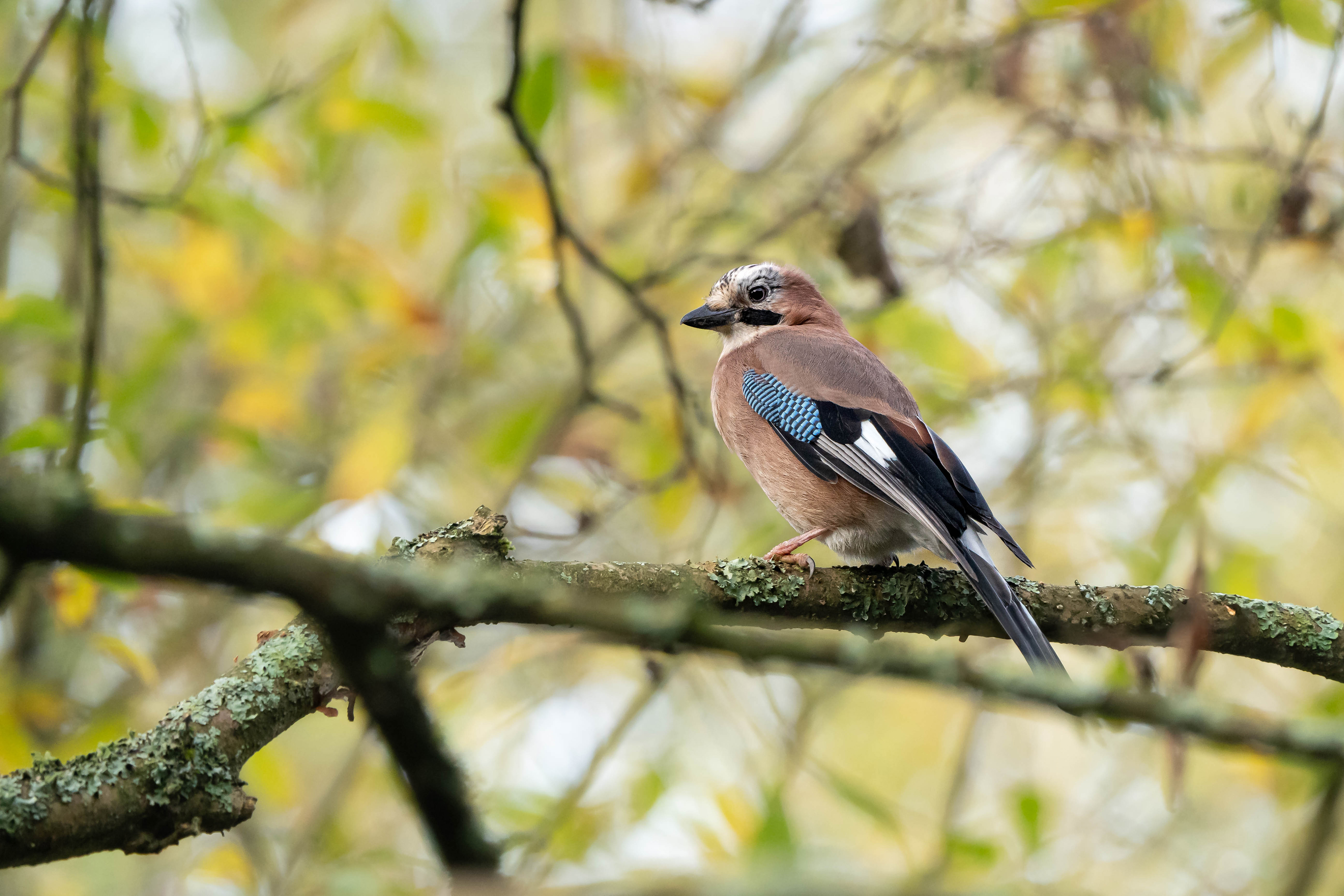 Eurasian Jay
