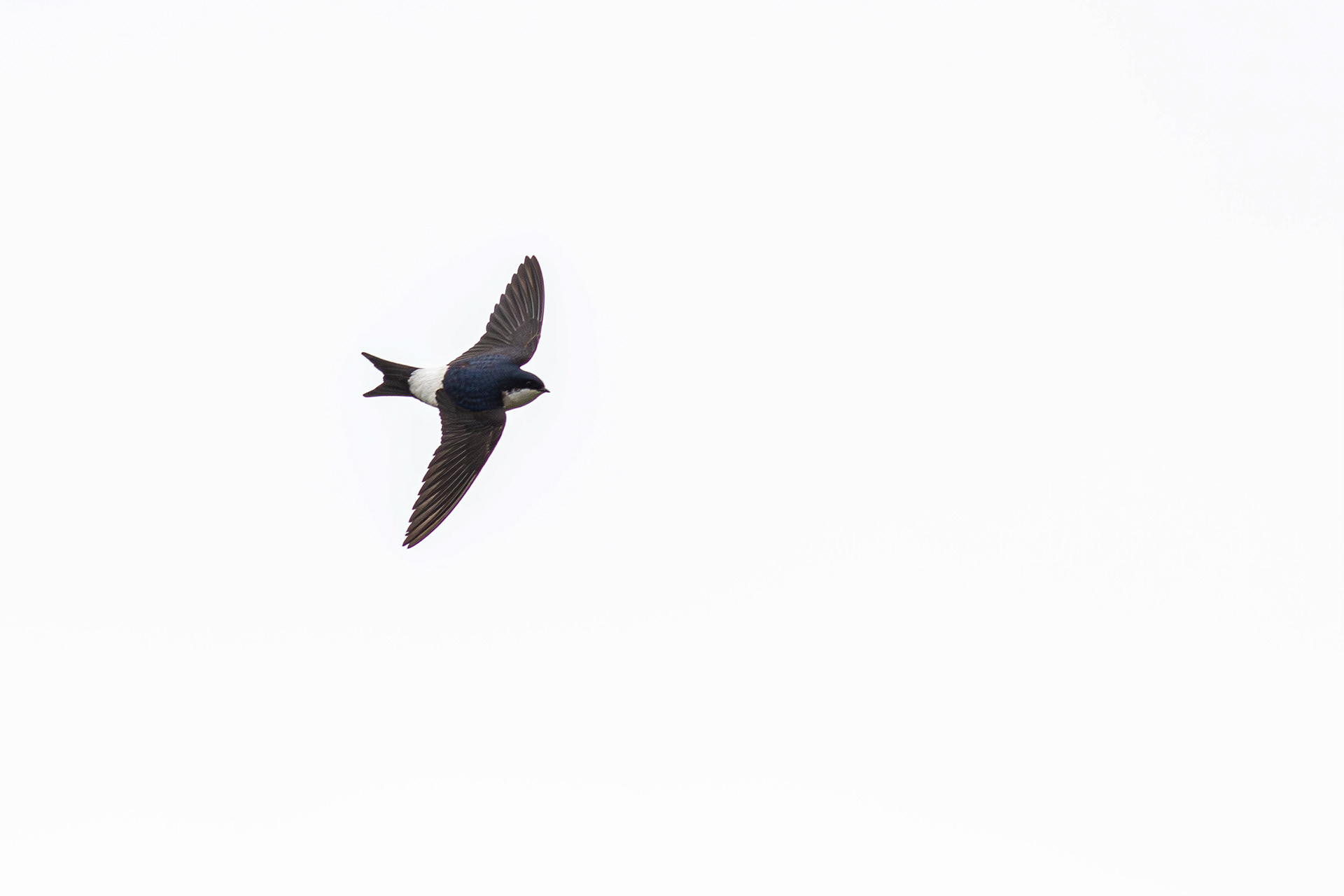 House Martin in flight