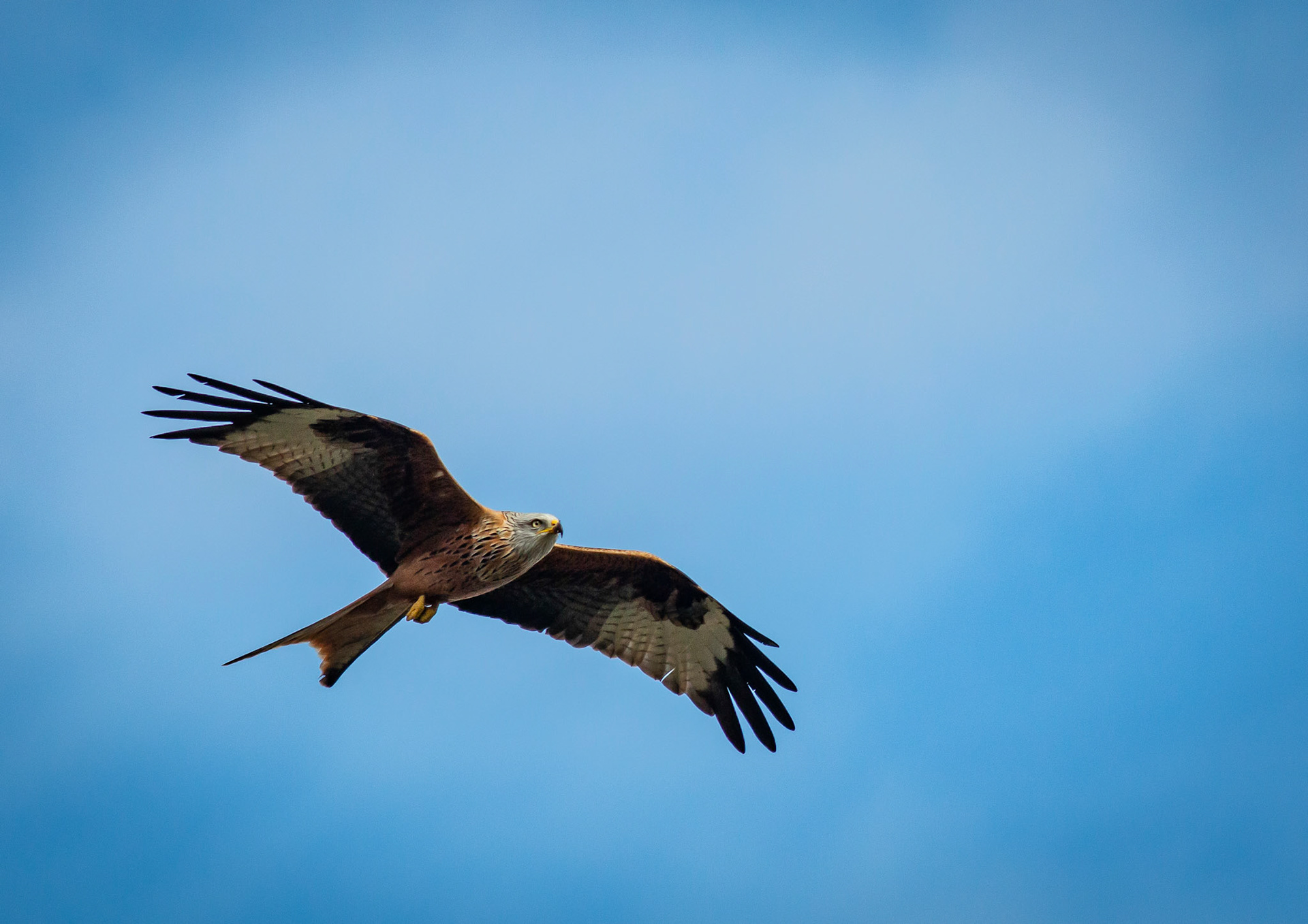 Red Kite