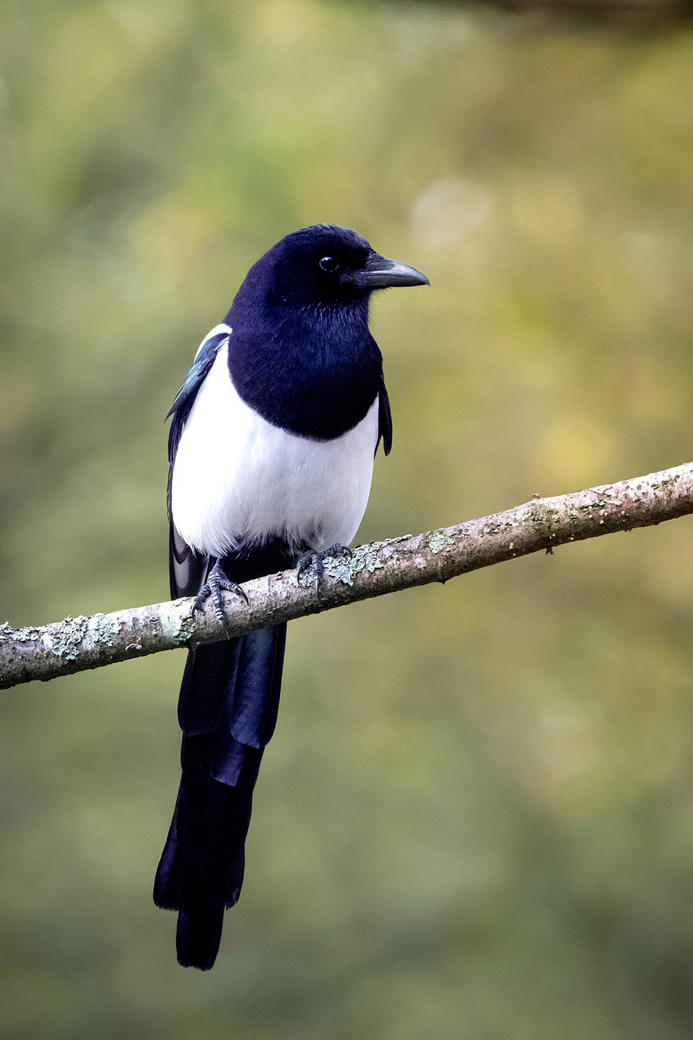 Black-billed Magpie