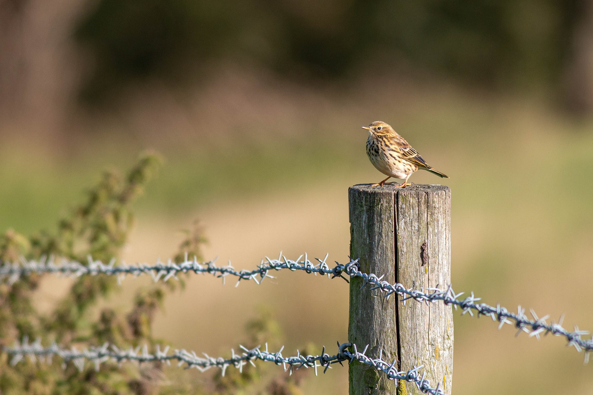 Meadow Pipit