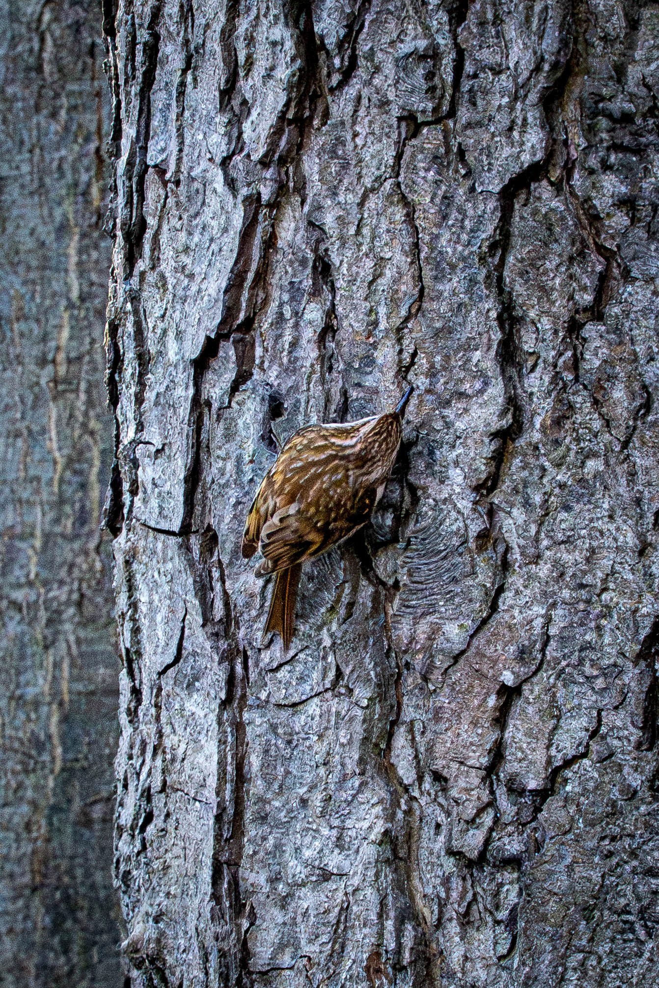 Treecreeper