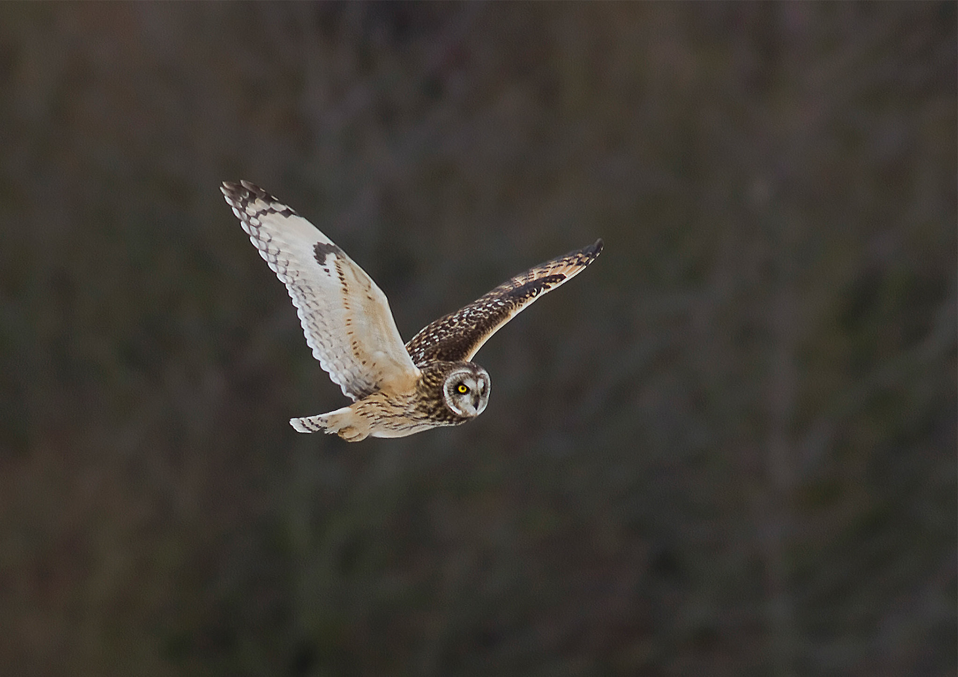Short-eared Owl
