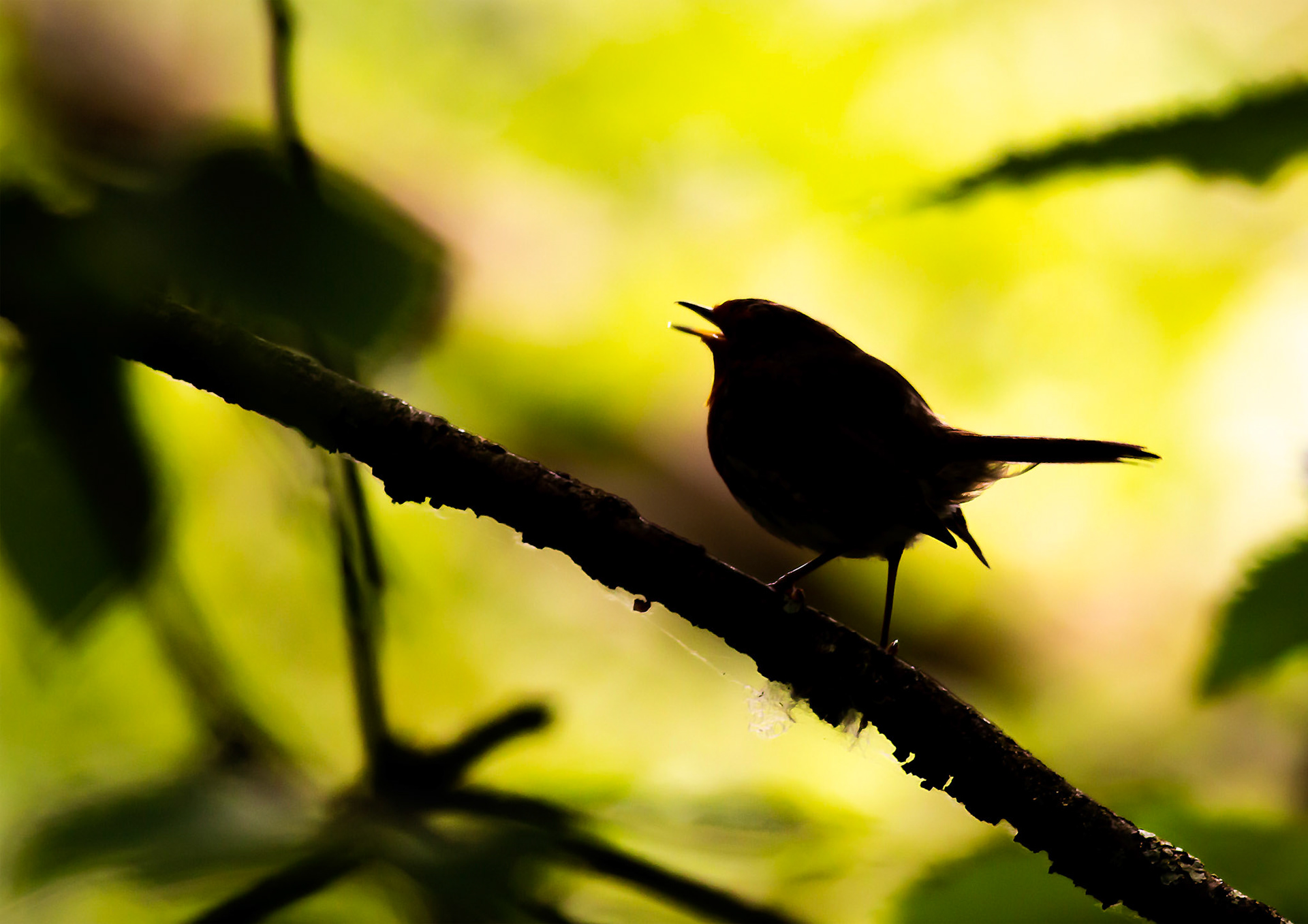 European Robin