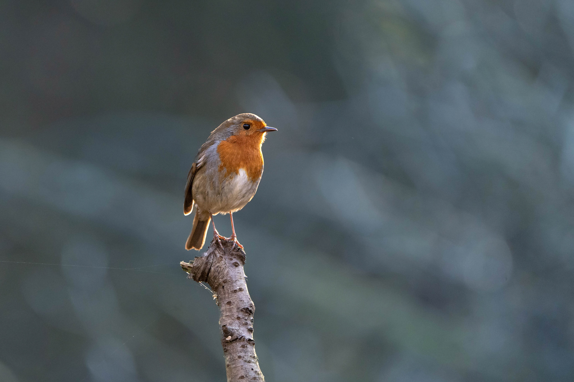 European Robin