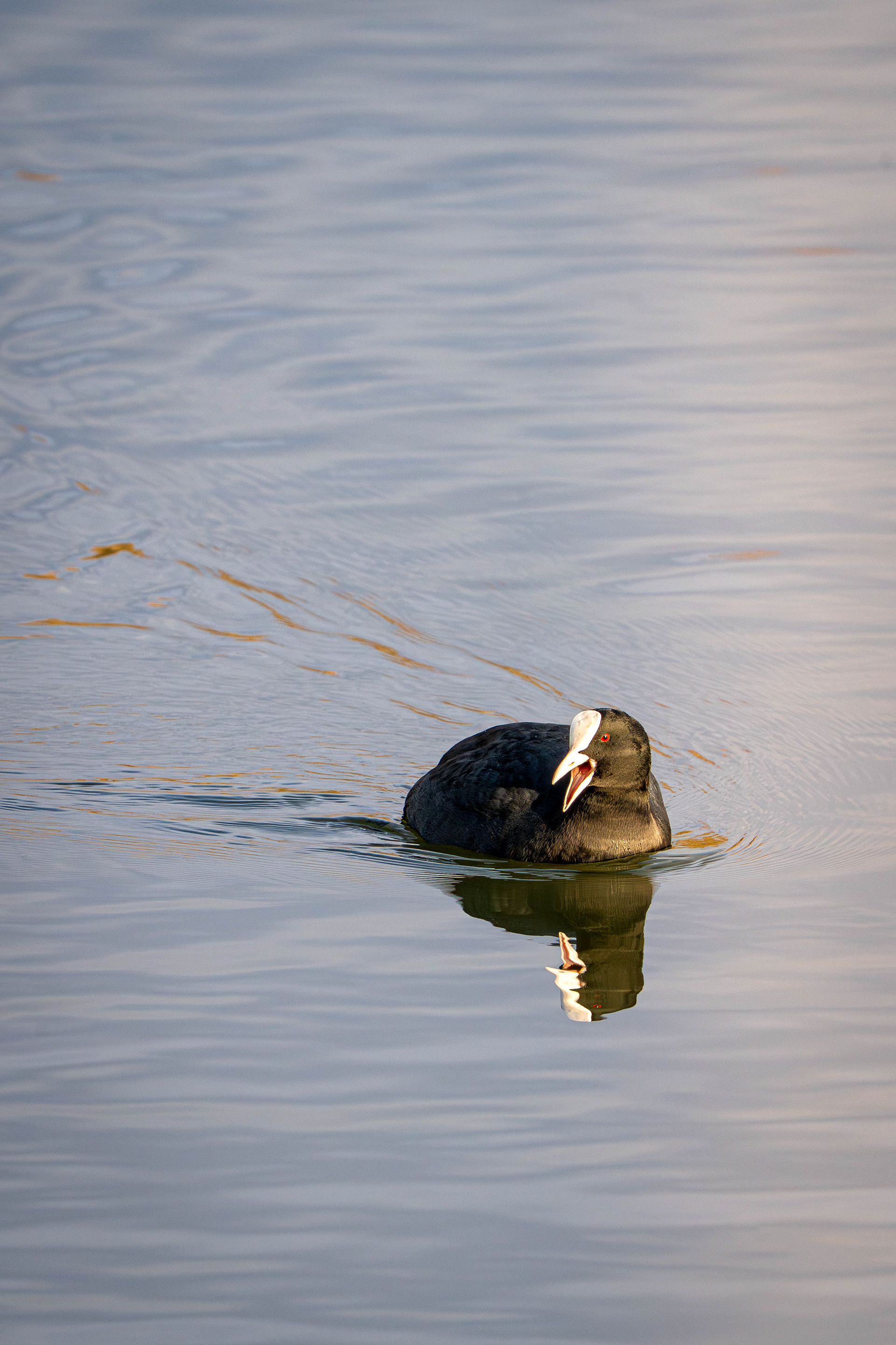 Coot Calling