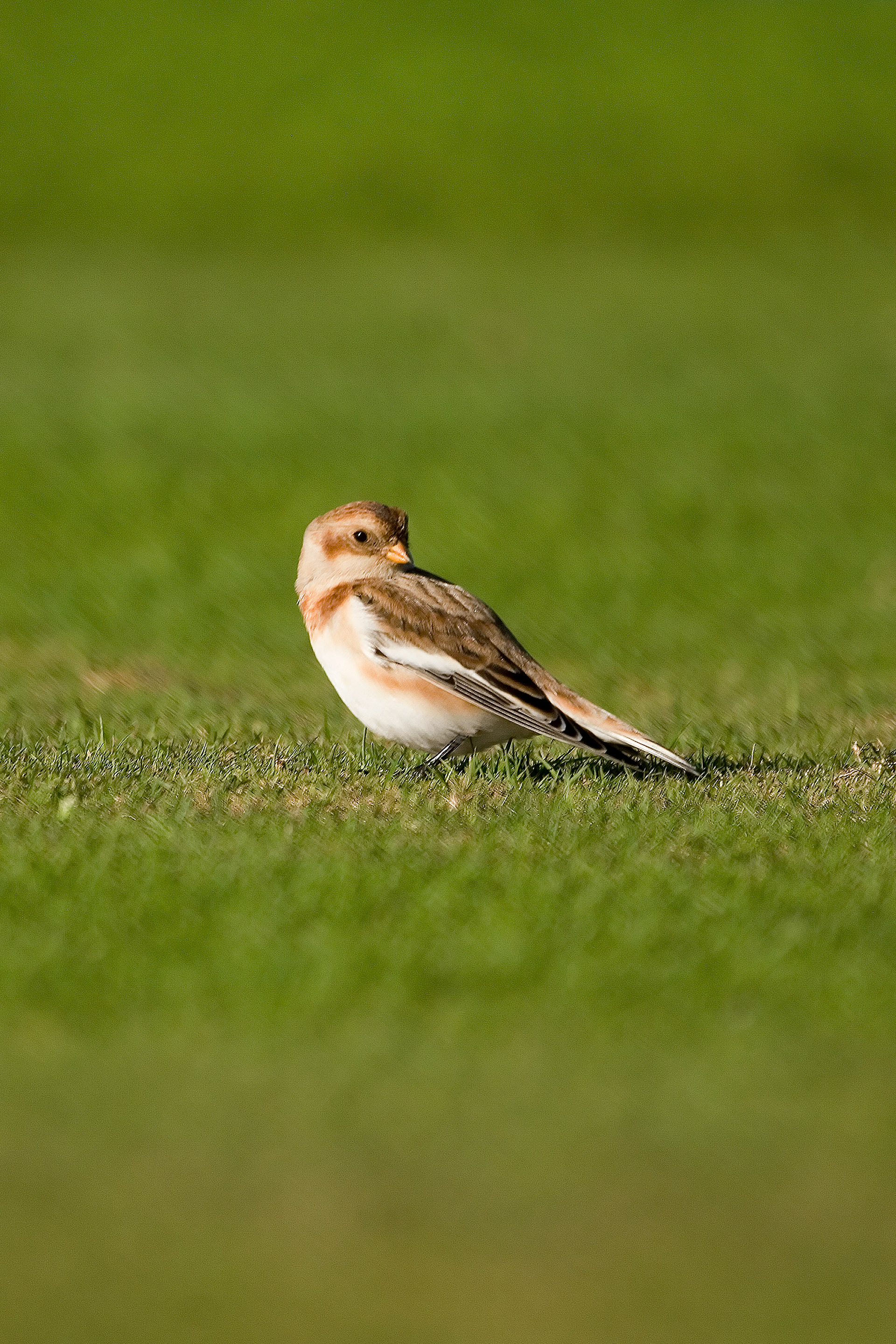 Snow Bunting