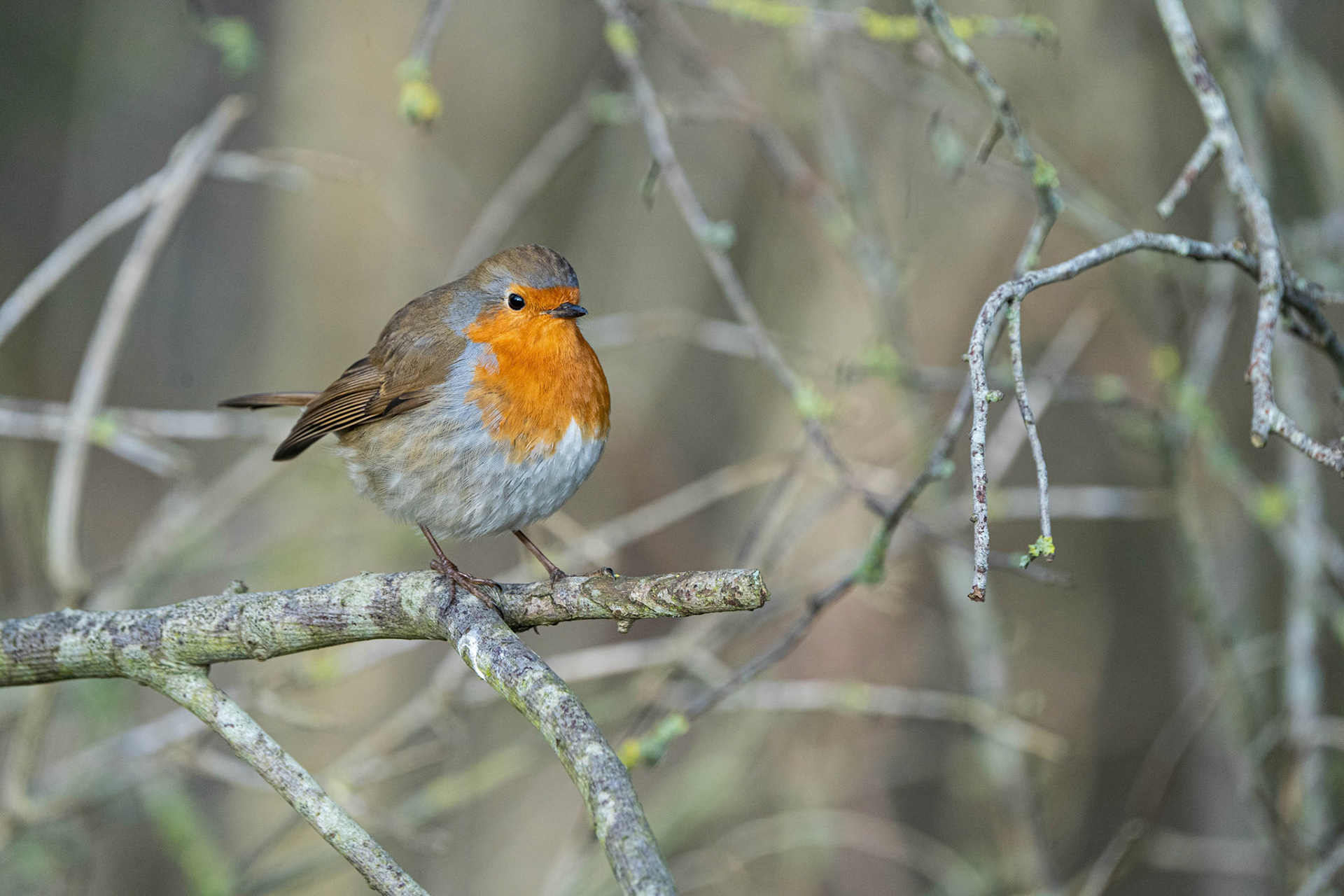 European Robin