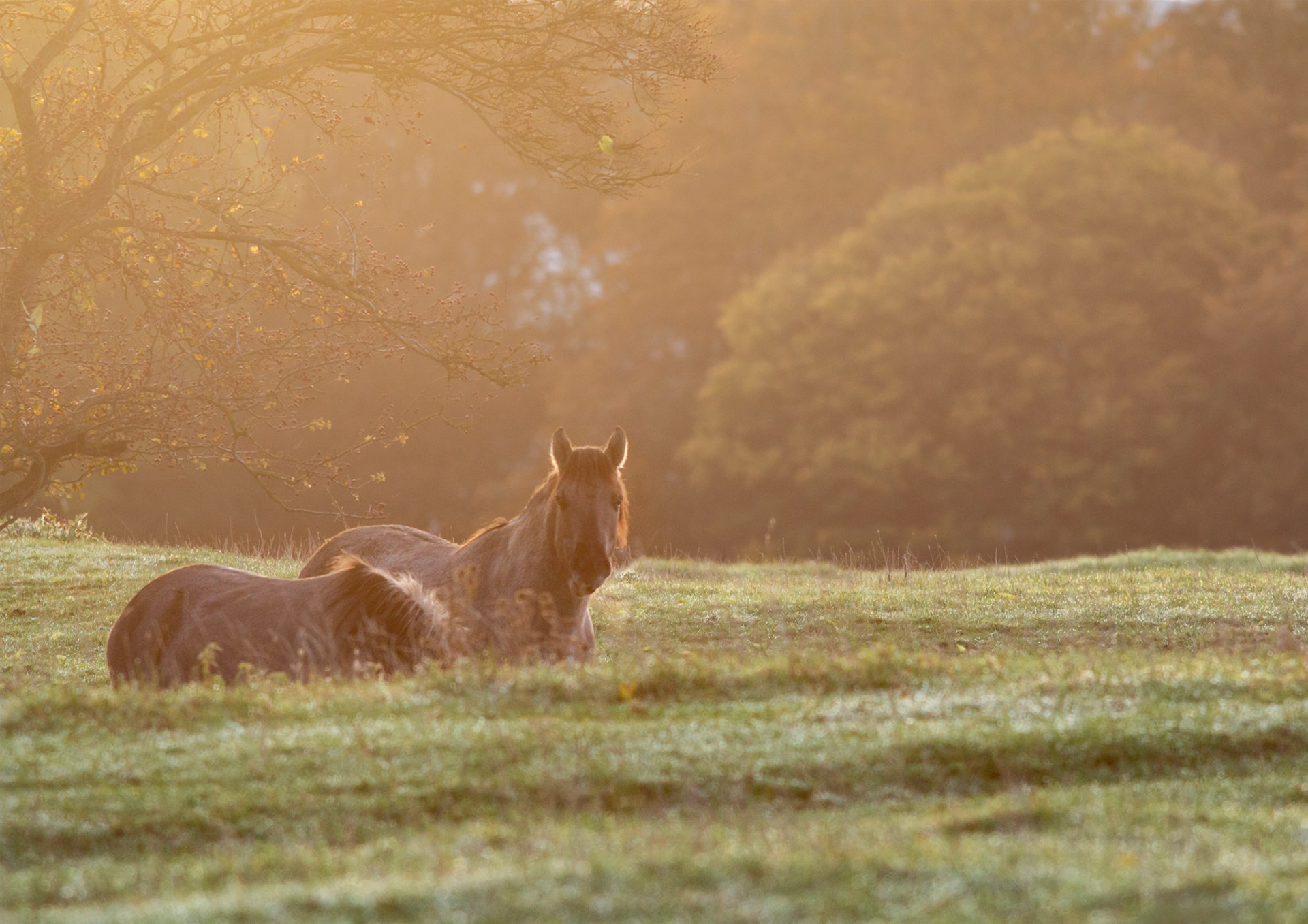 Konik Ponies