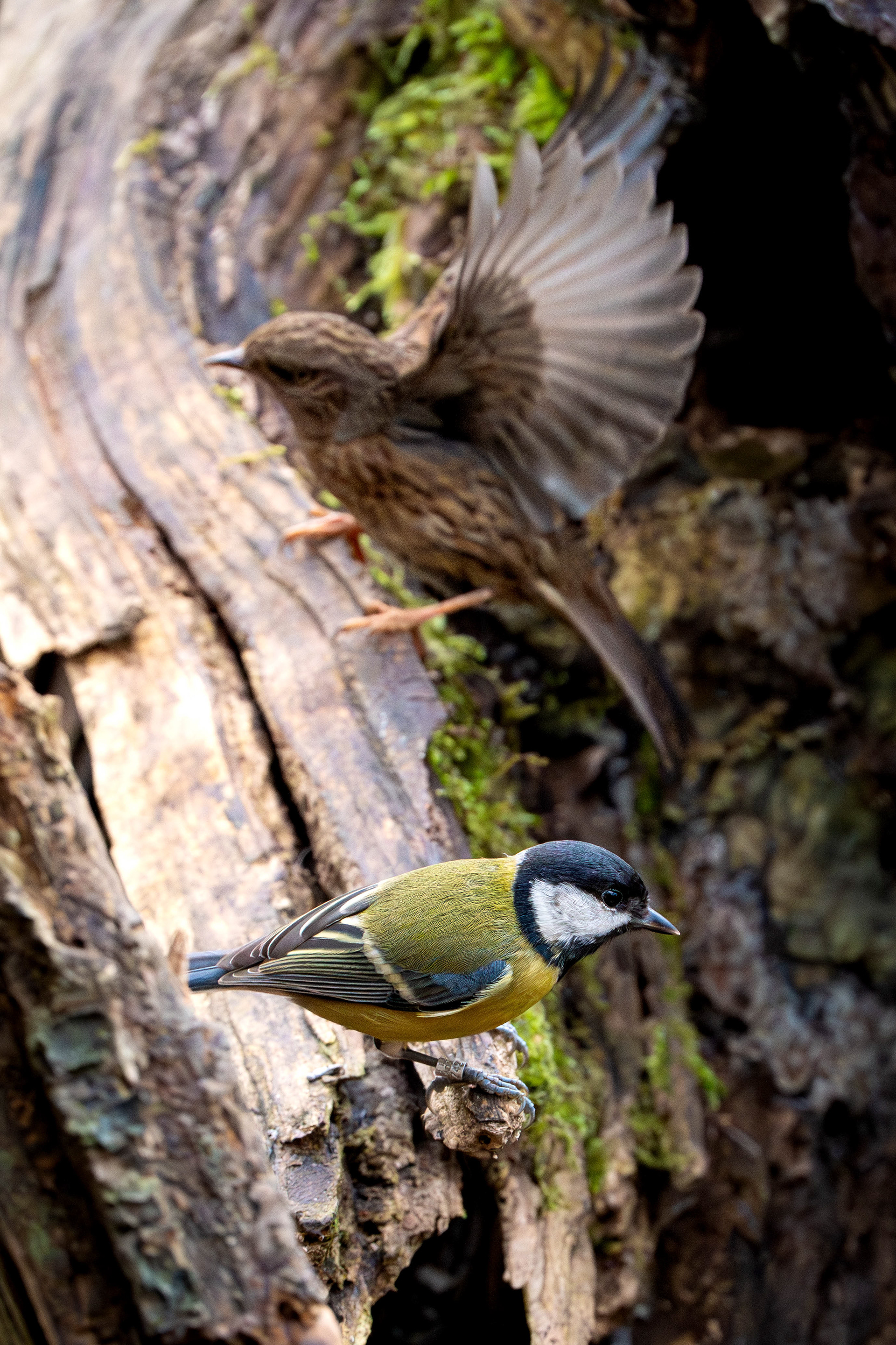 Great Tit & Dunnock