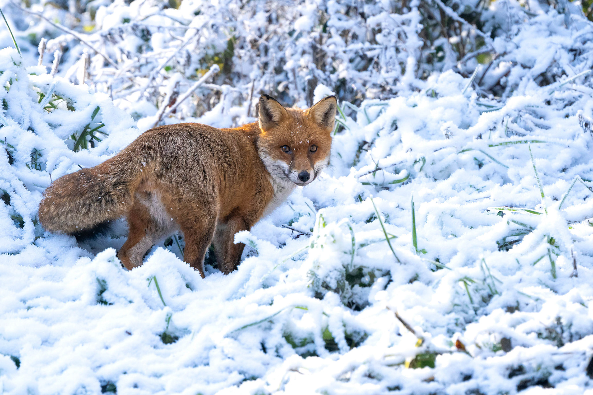 Fox