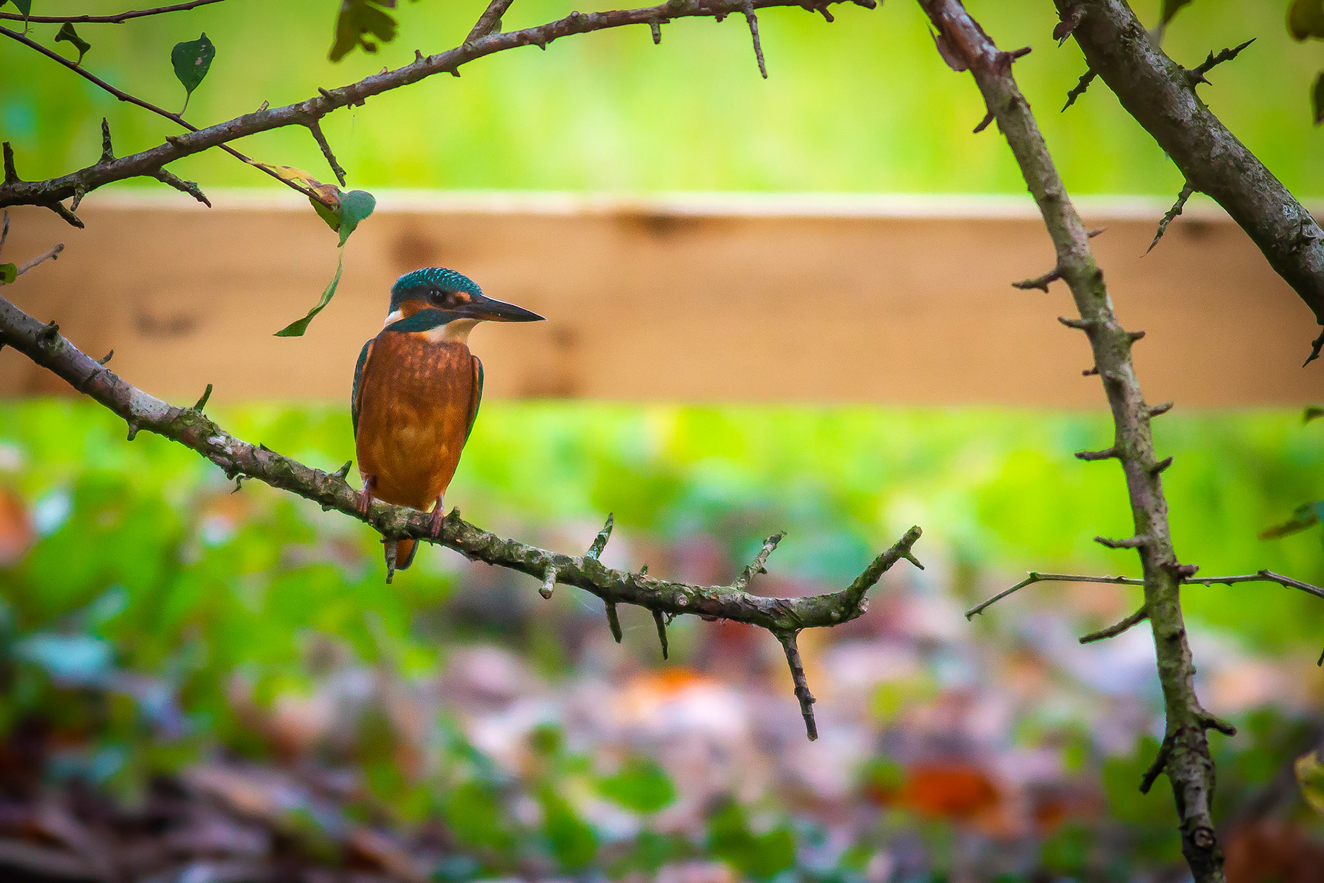 Common Kingfisher