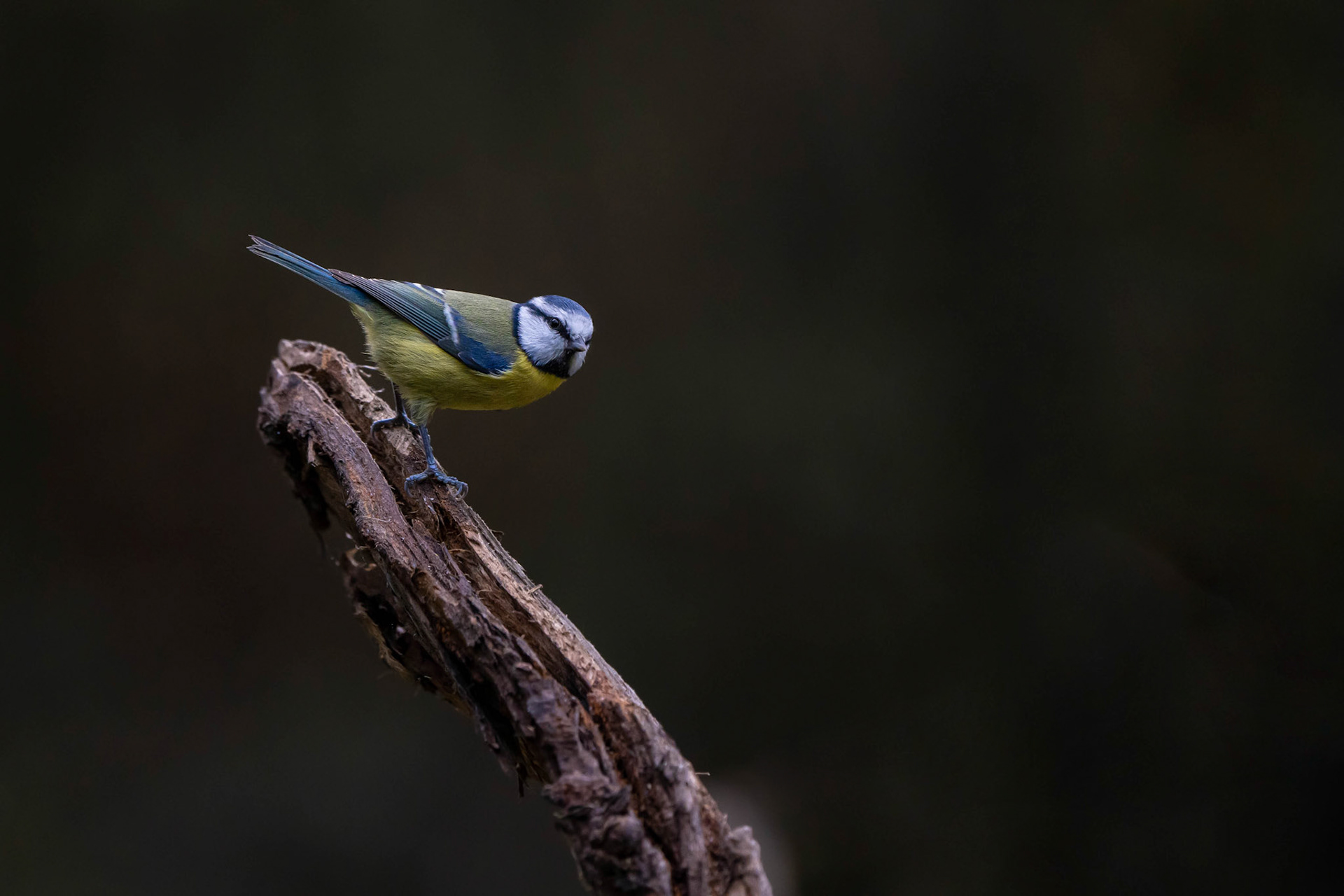 Blue Tit