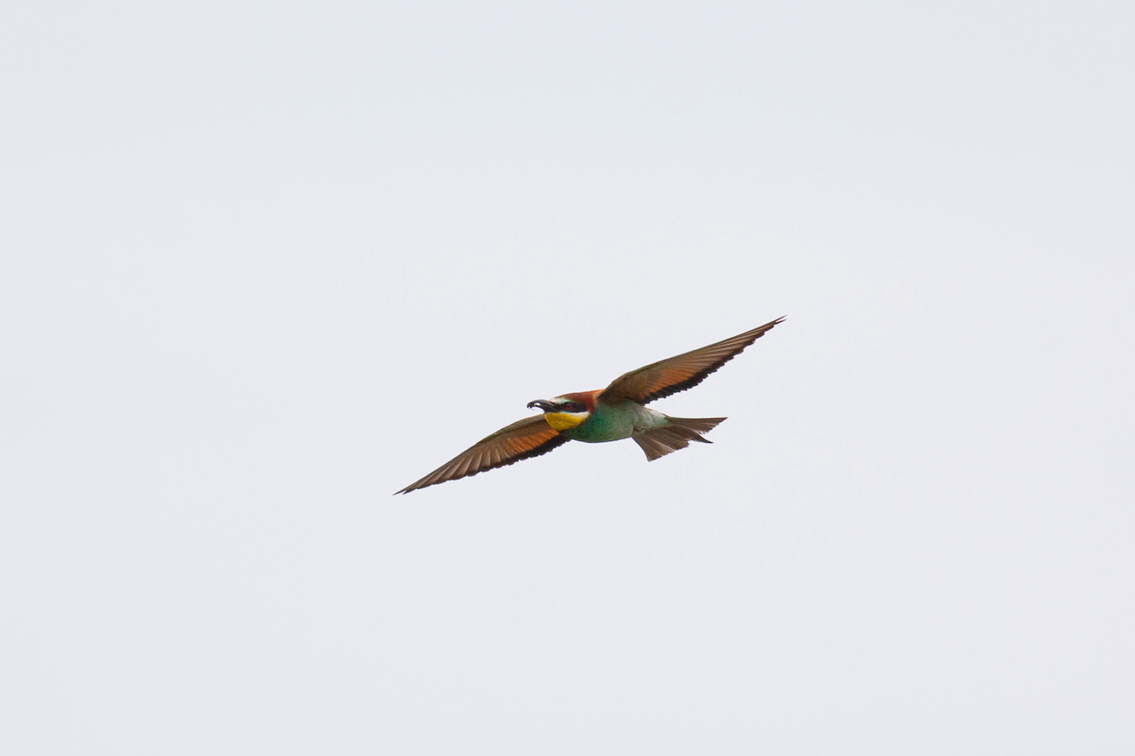 Bee-Eater in flight