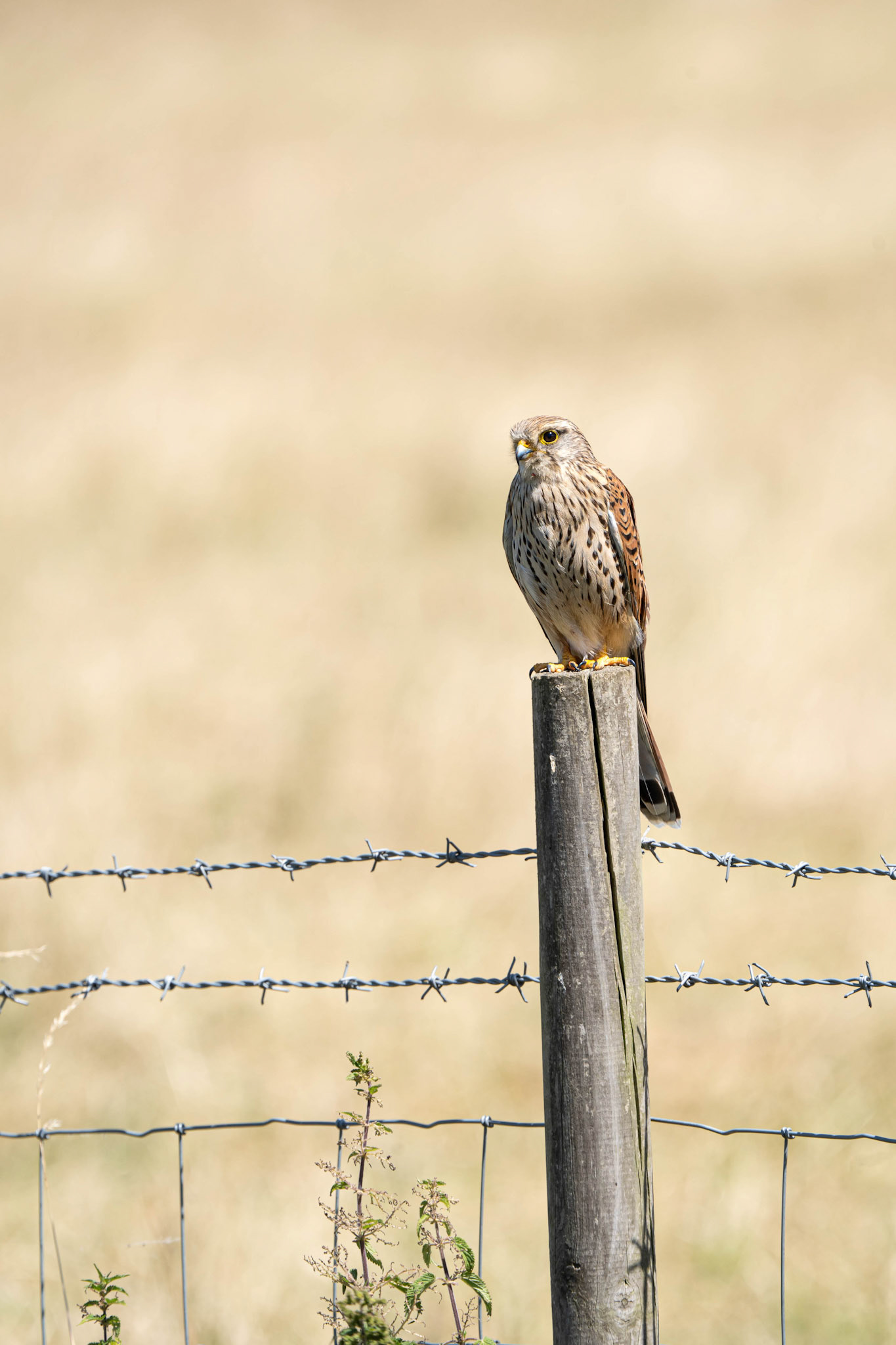 Common Kestrel