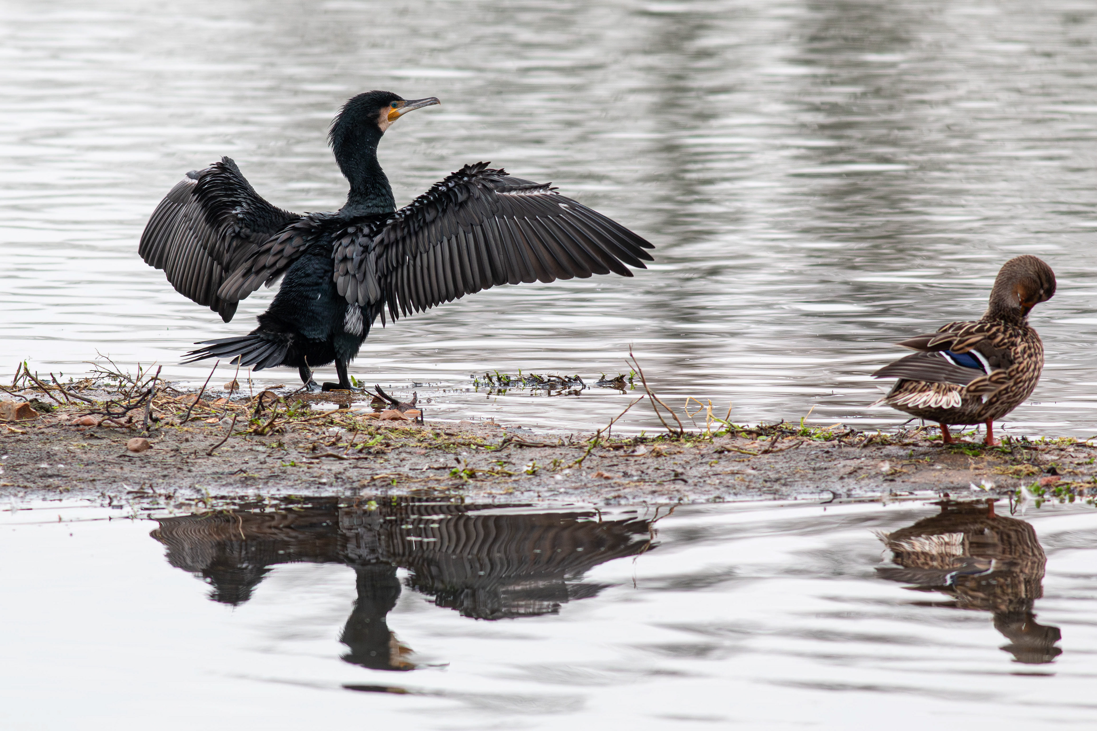 Cormorant with Mallard