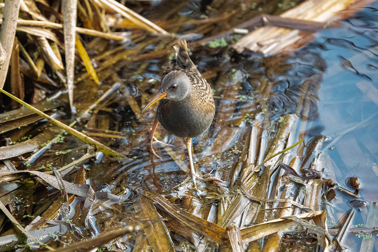 Water Rail