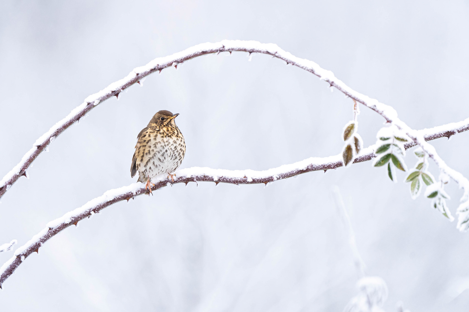 Song Thrush