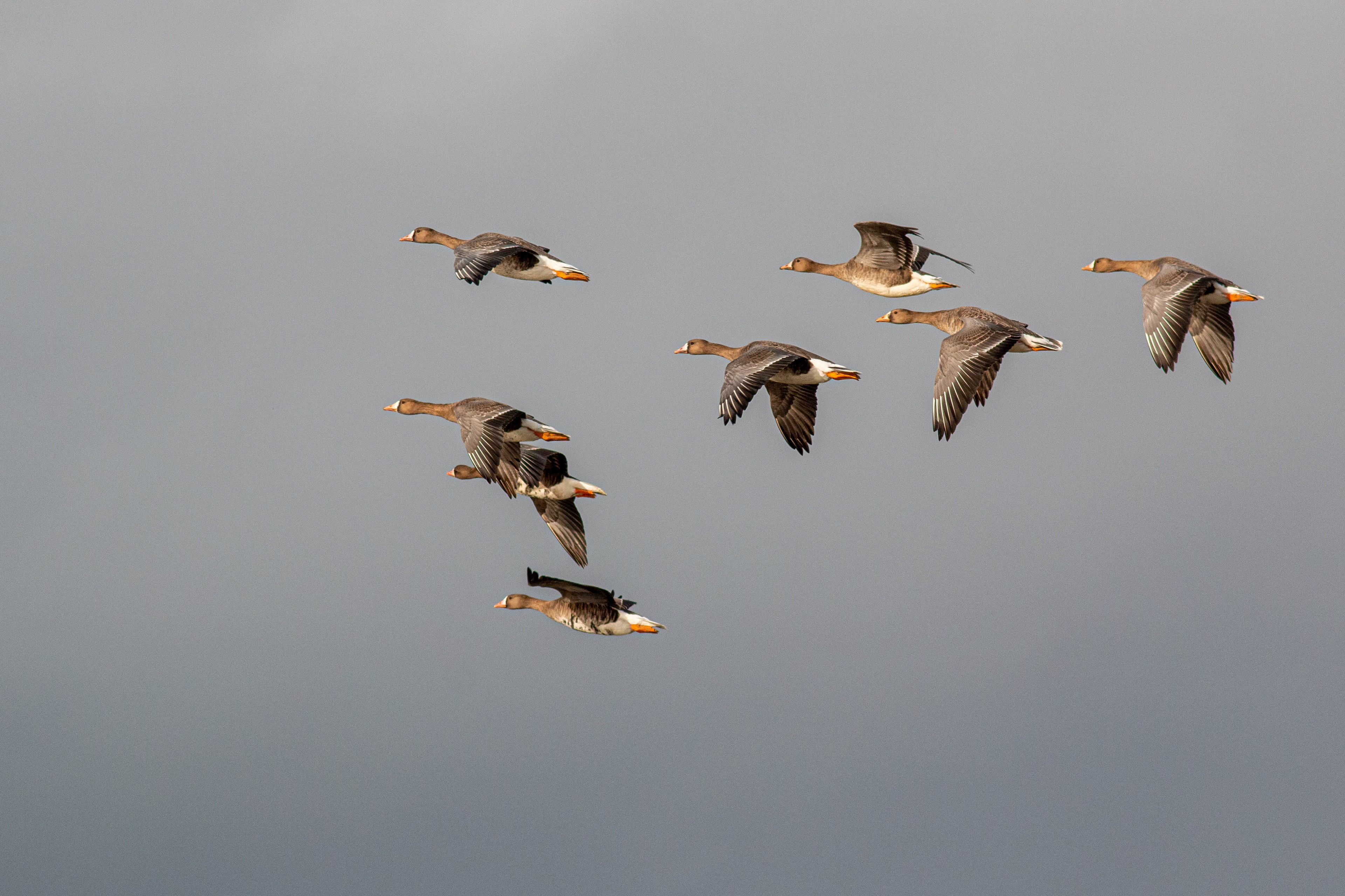 (Greenland) White Fronted Geese in Flight