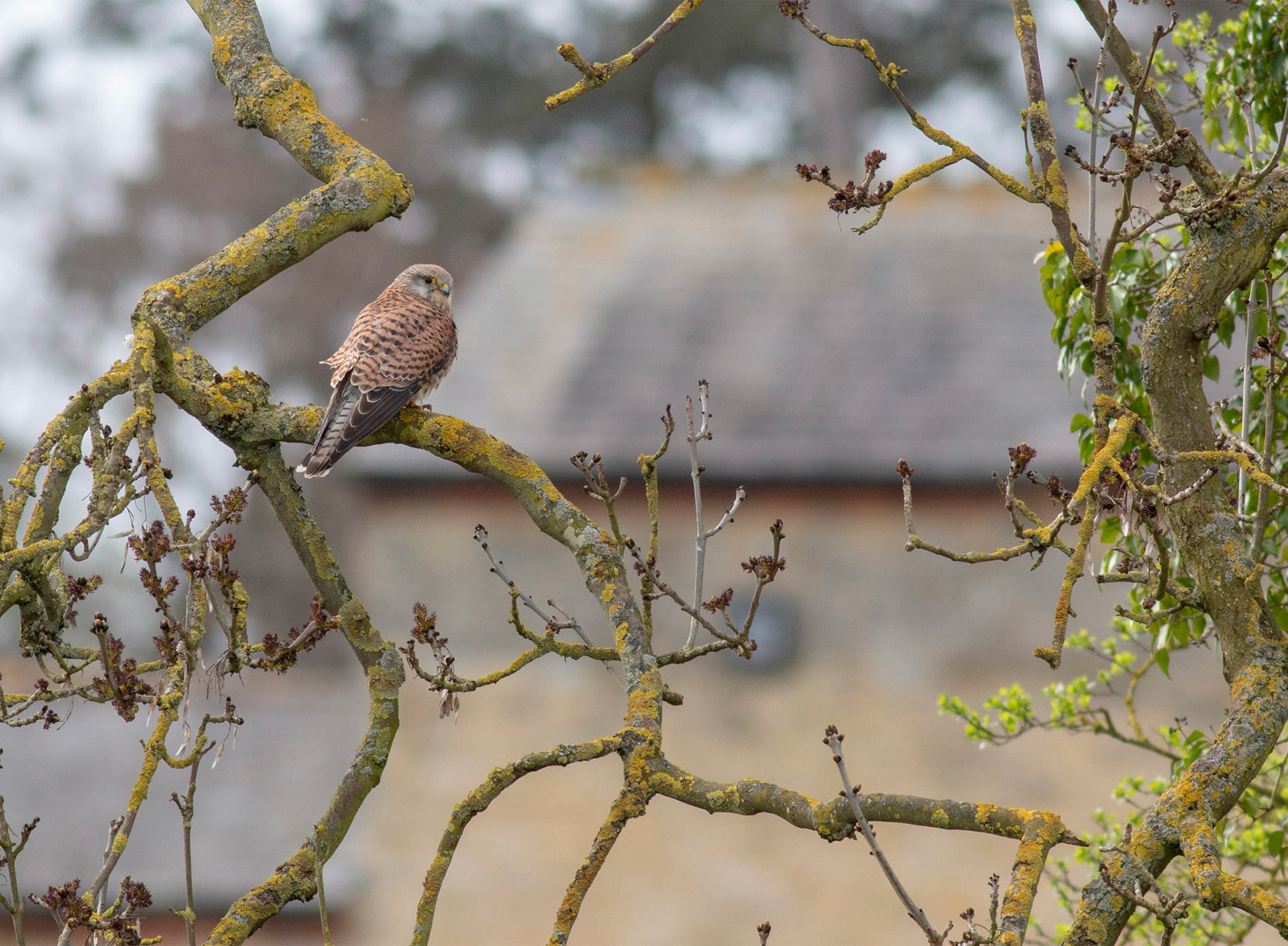 Common Kestrel