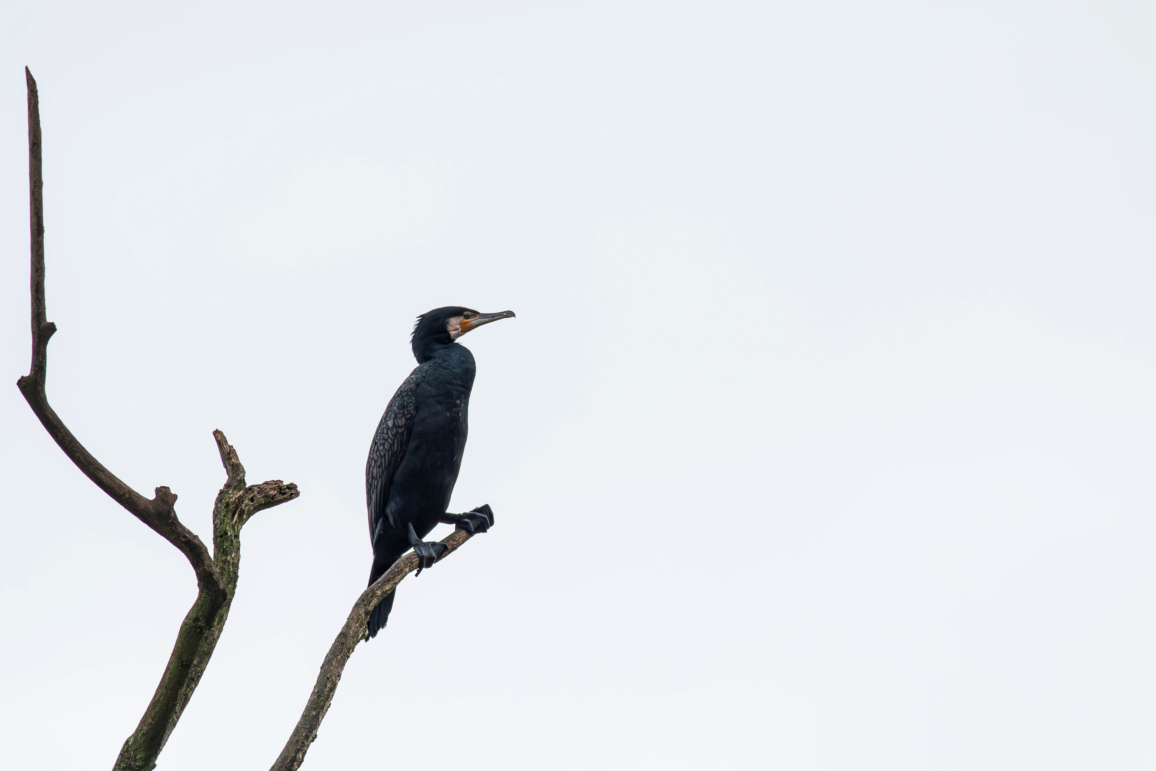 Cormorant