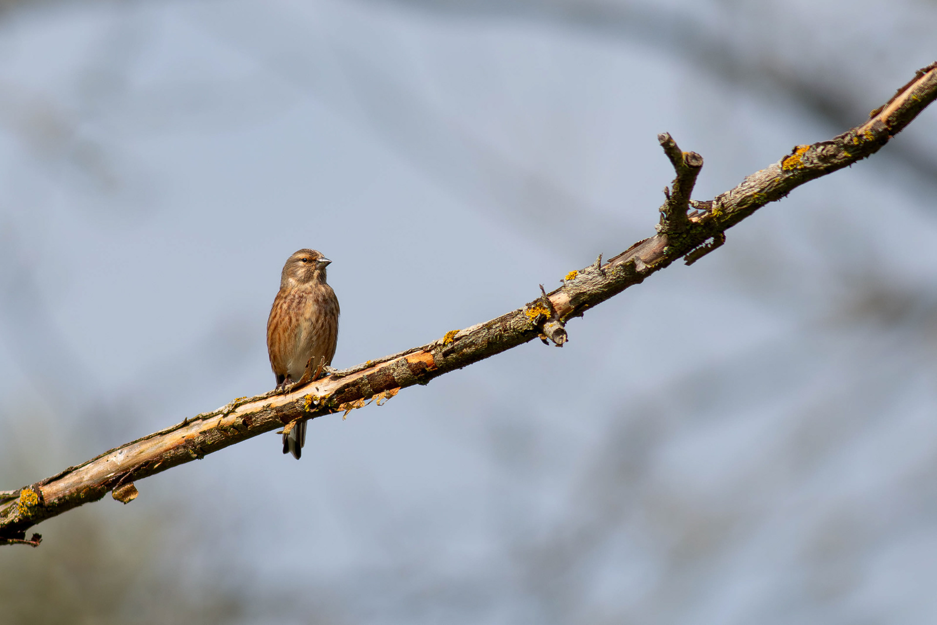 Linnet