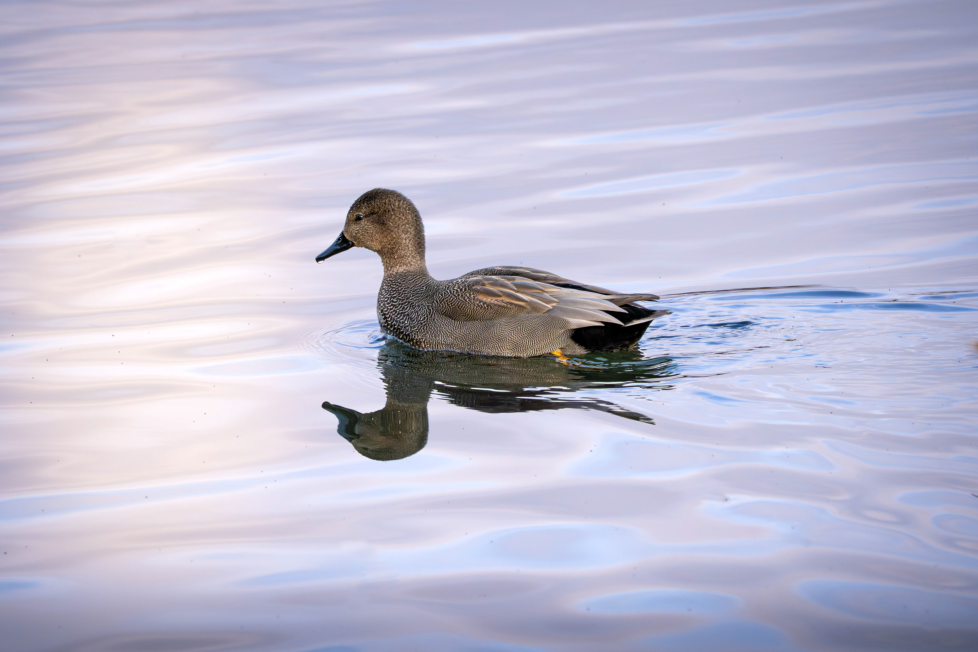 Gadwall (Male)