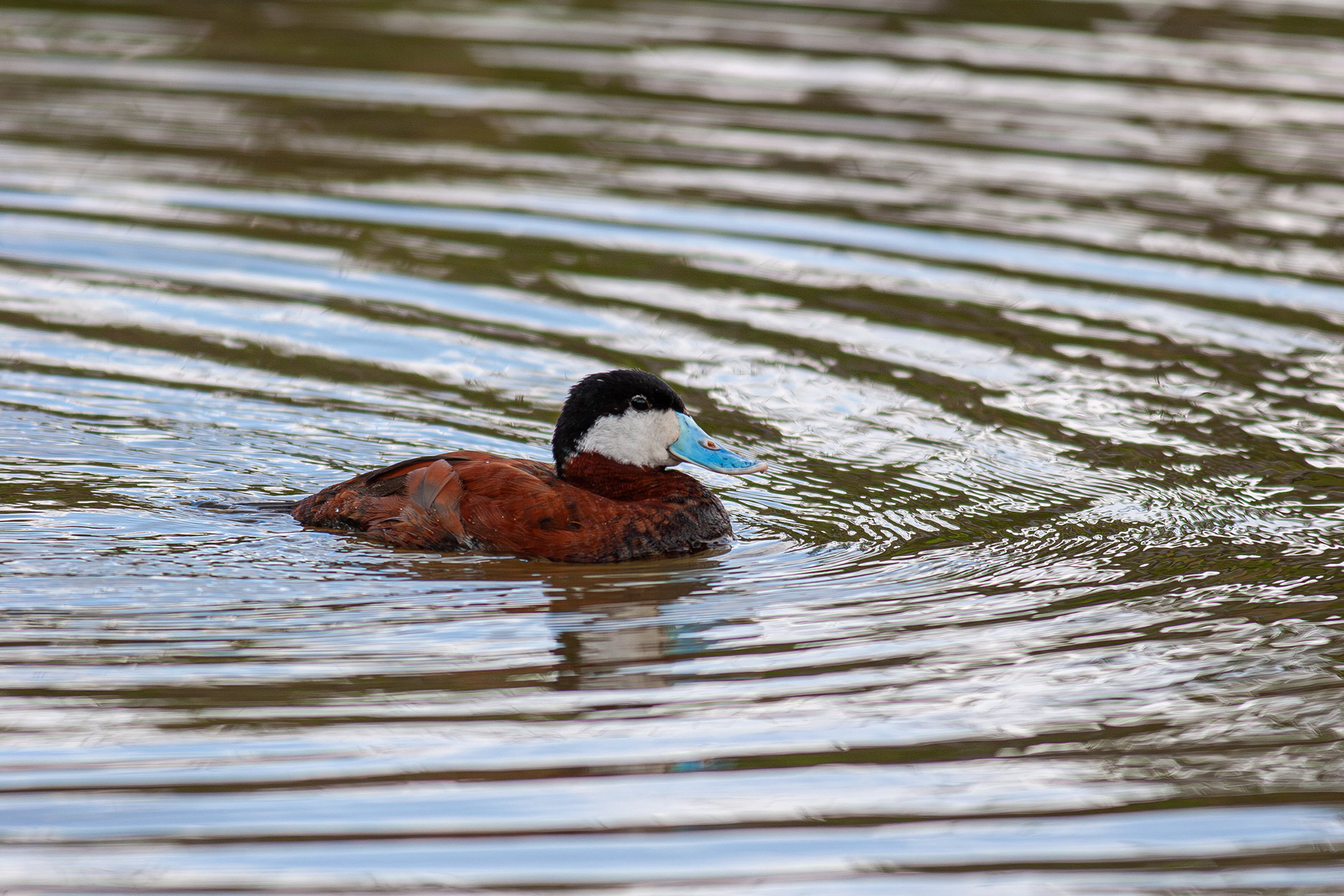 Ruddy Duck (captive bird as wild birds have been wiped out to protect White Headed Duck)