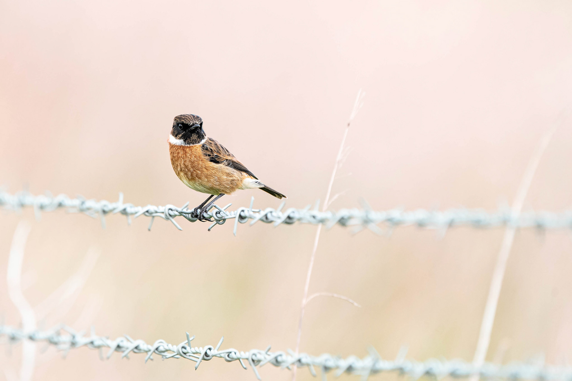 Stonechat