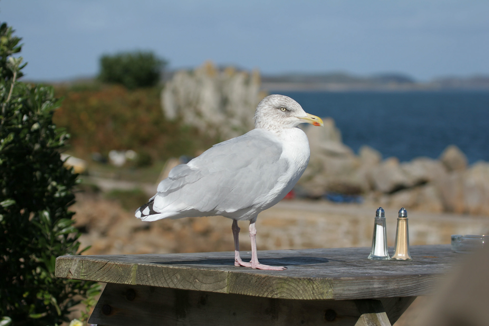 Herring Gull