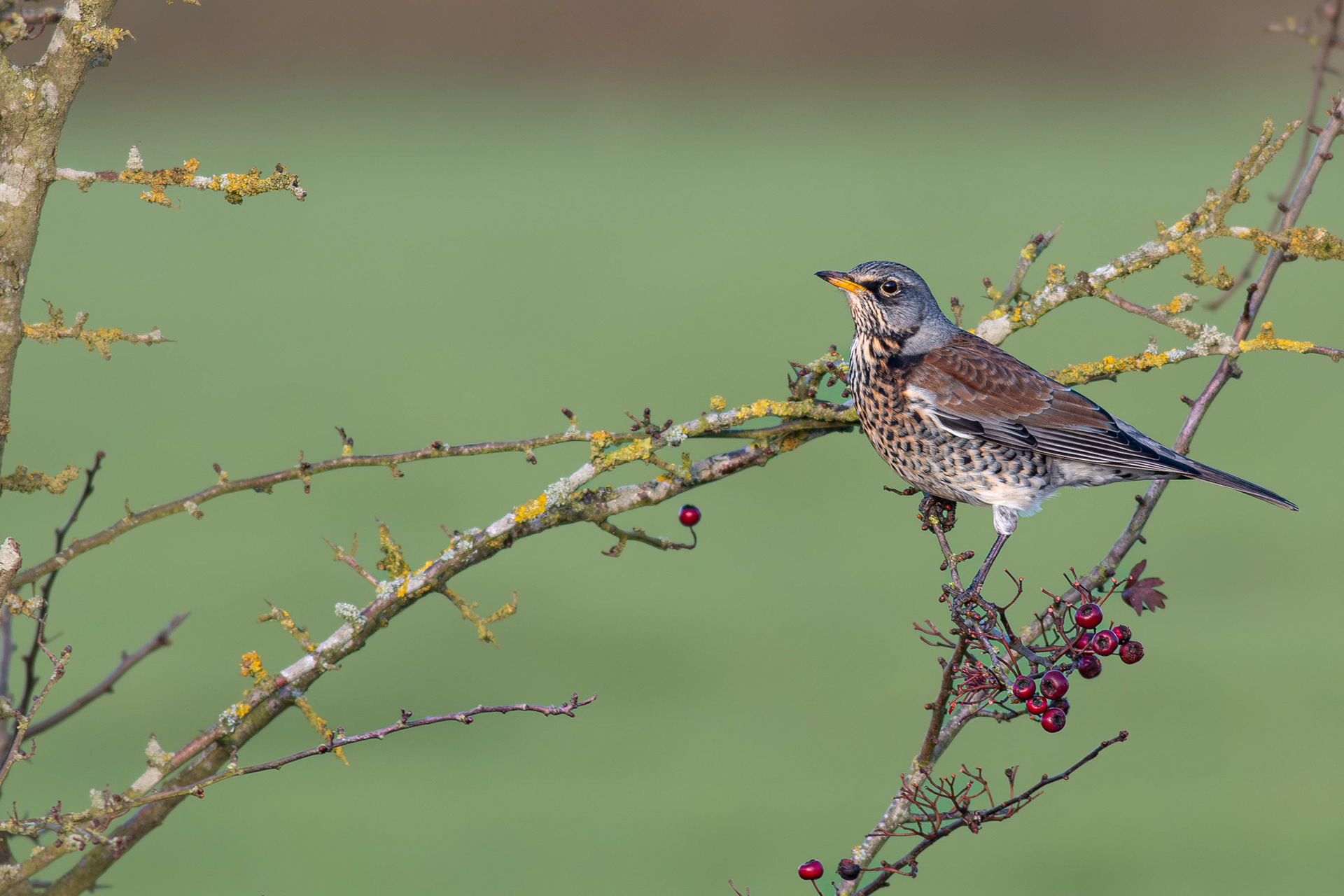 Fieldfare